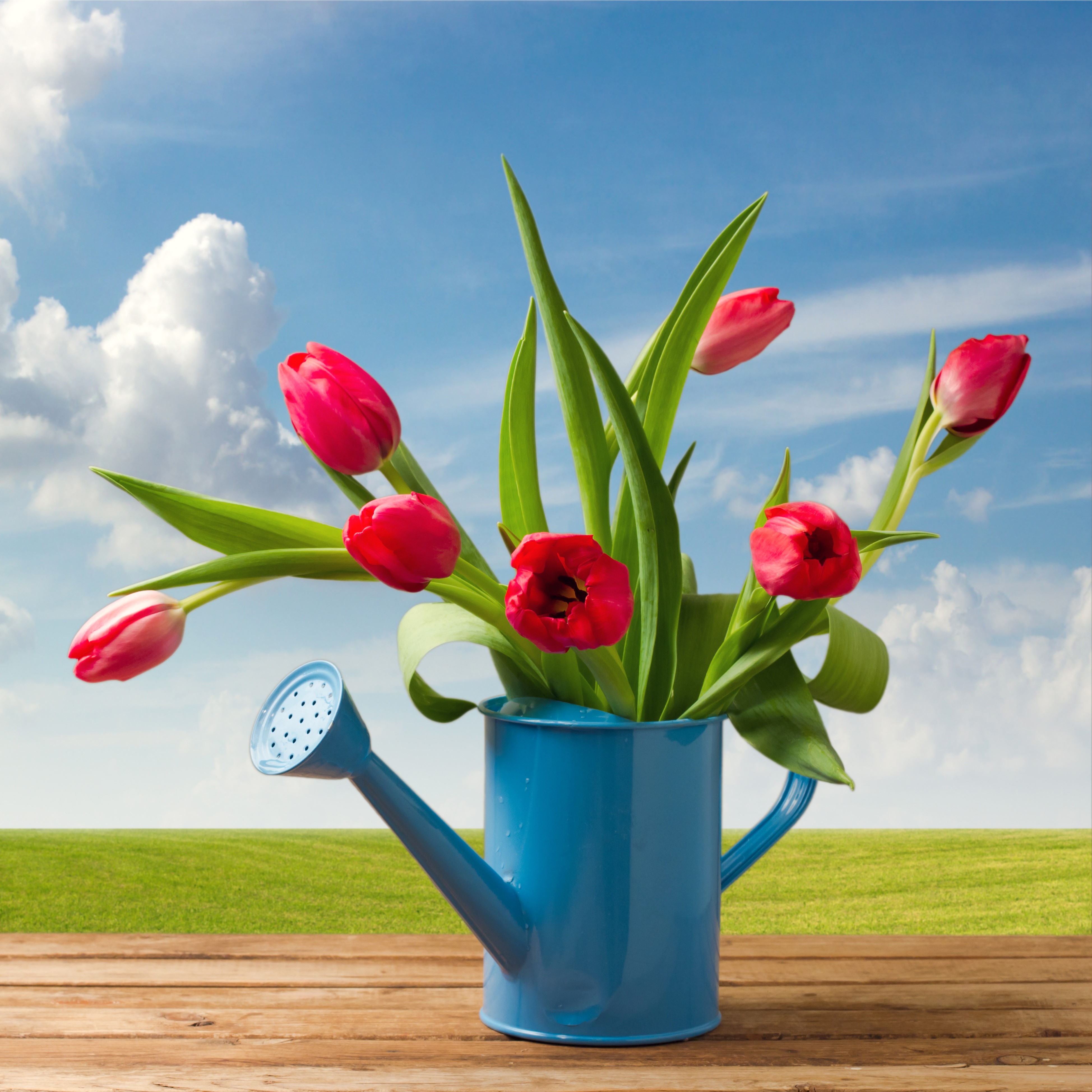 4K Tulips in a Blue Watering Can HD Wallpaper