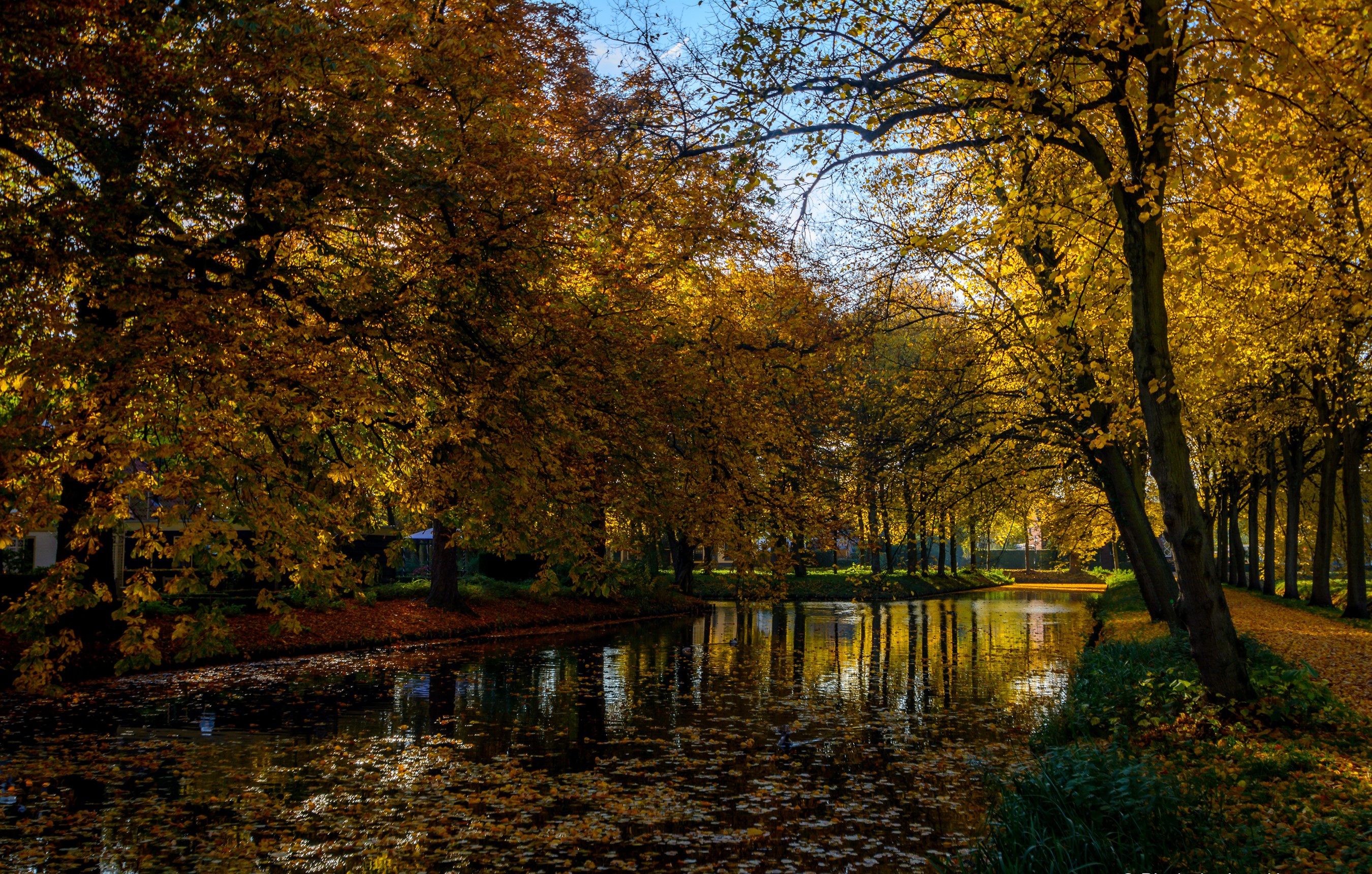 Autumn pond with trees and foliage in Rhoon, Netherlands HD Wallpaper