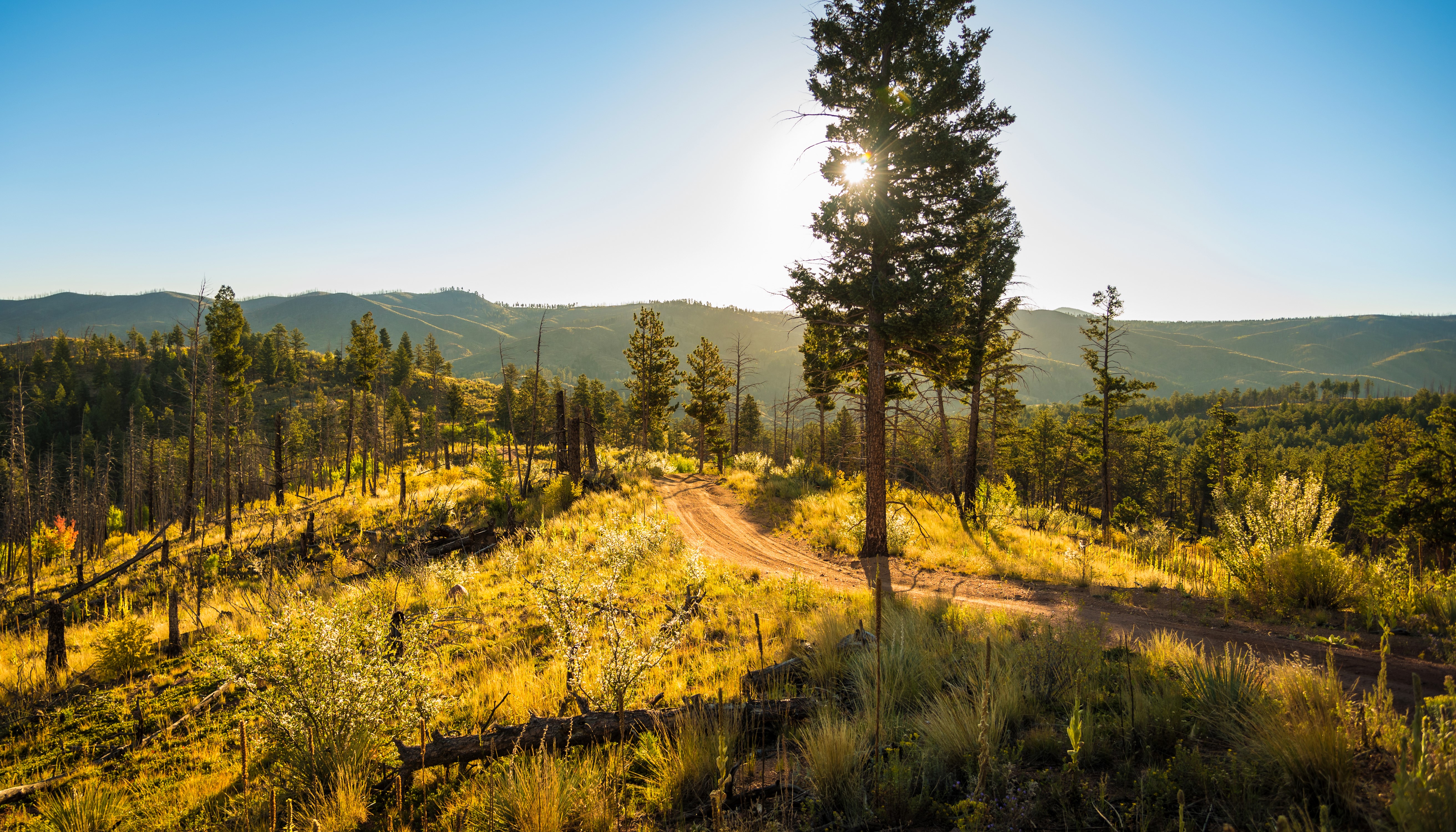 Dirt Road Through a Sunlit Forest in Colorado HD Wallpaper