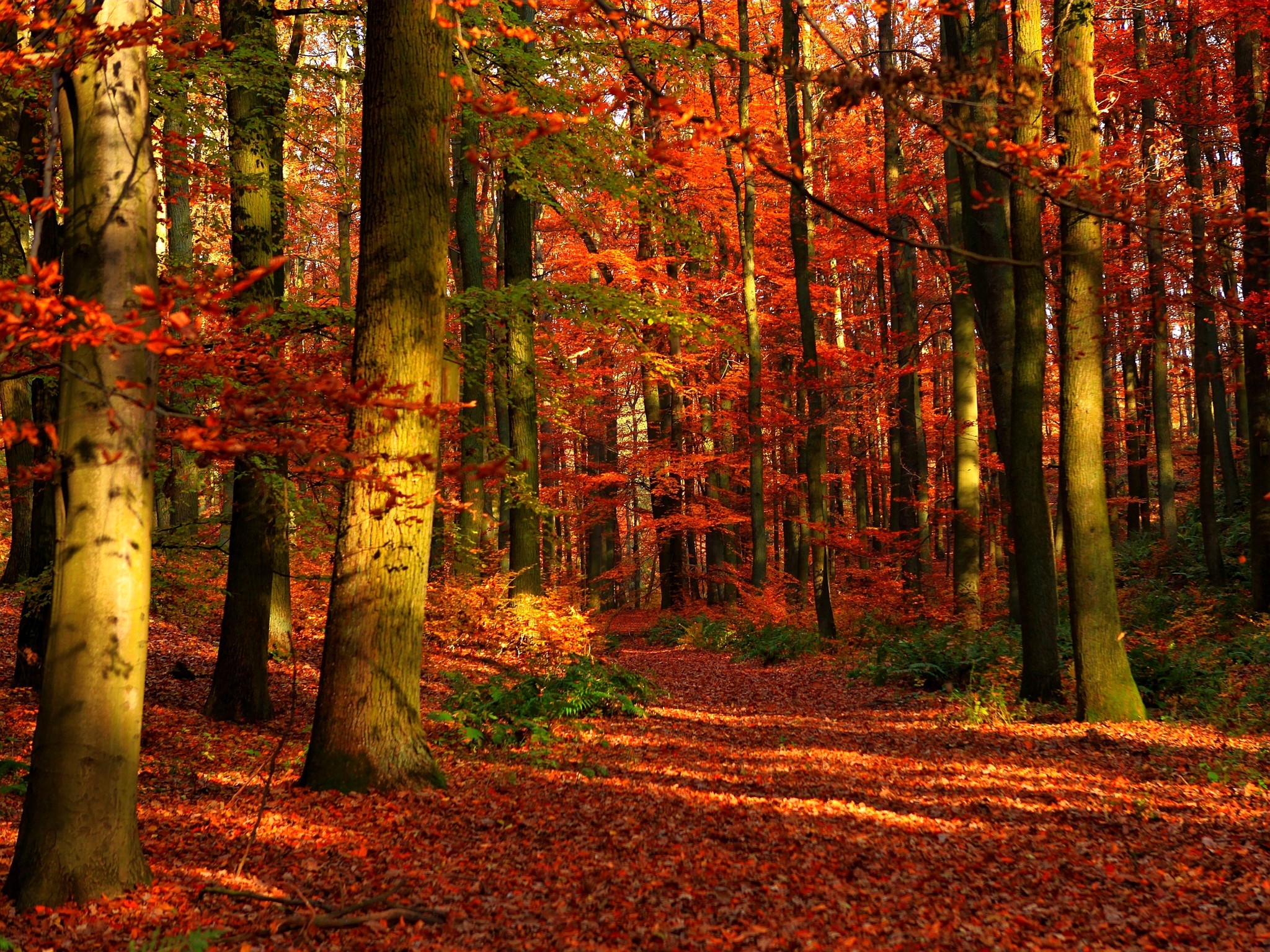 Autumn forest with colorful foliage and fallen leaves HD Wallpaper