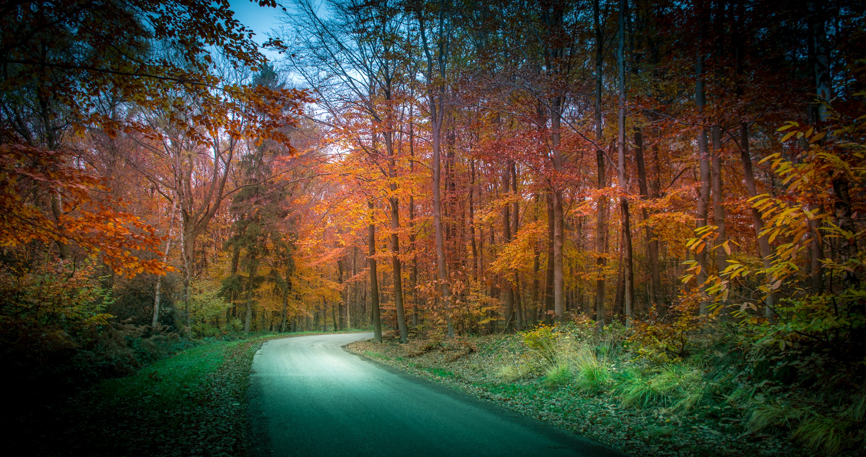 Road through an autumn forest in Vaals, Limburg, Netherlands HD Wallpaper