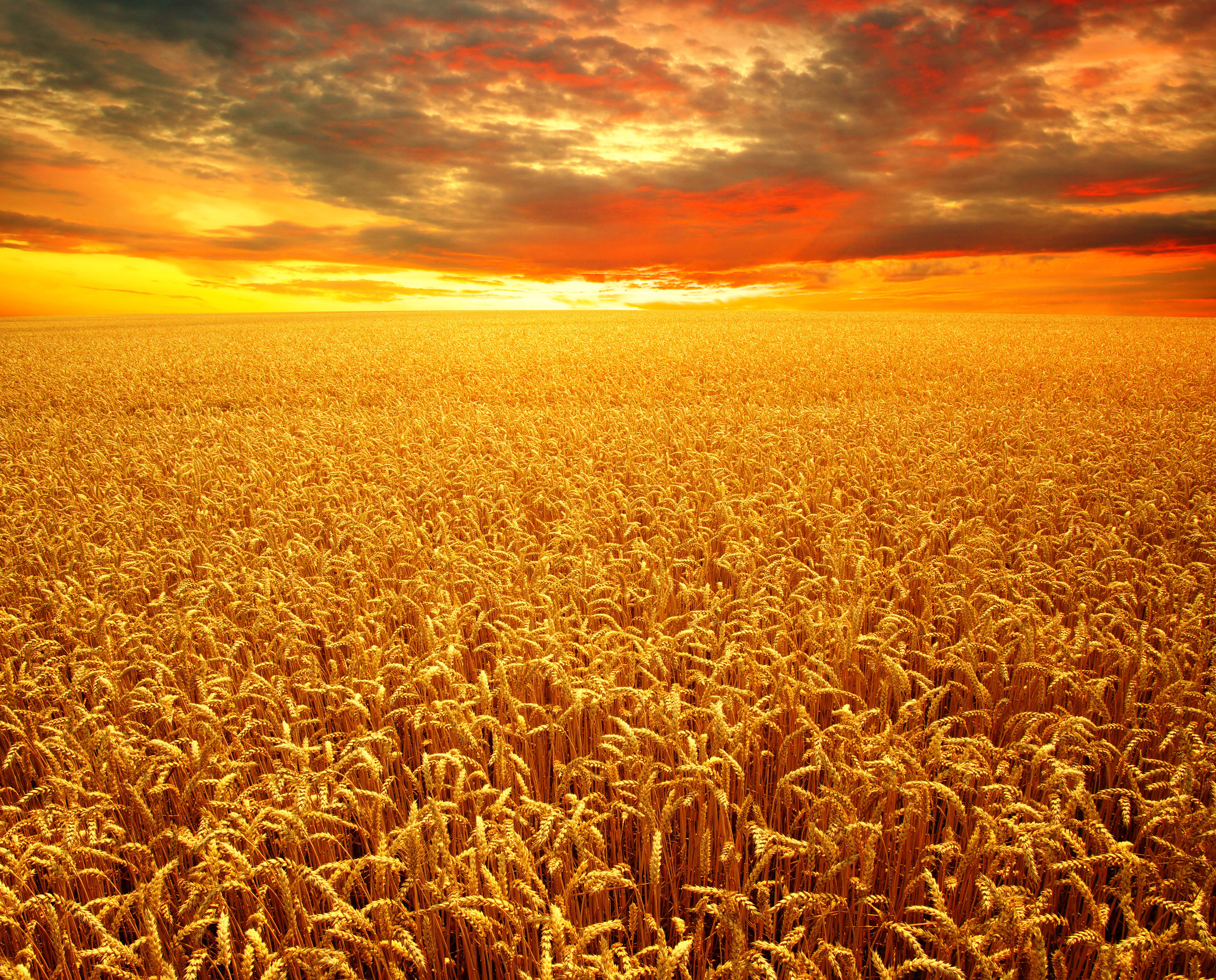 Wheat field at sunset with dramatic clouds HD Wallpaper