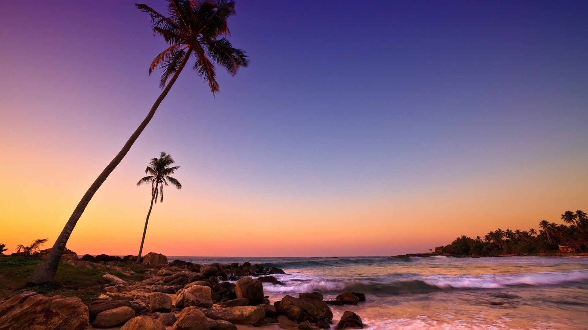 Palm trees on a rocky beach at sunset HD Wallpaper