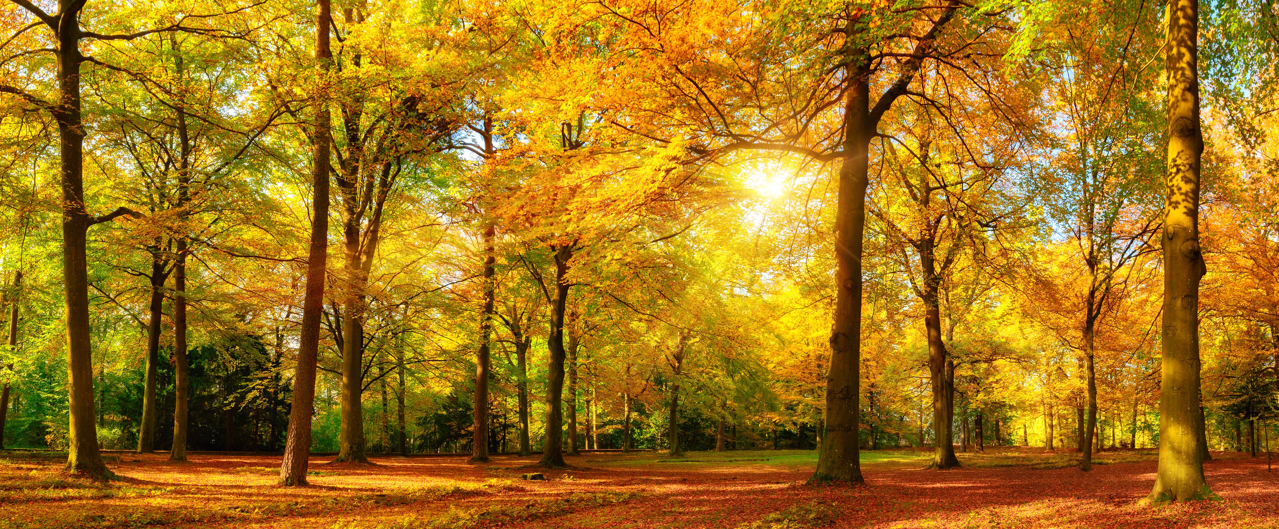 4K Autumn Park with Trees and Rays of Light HD Wallpaper