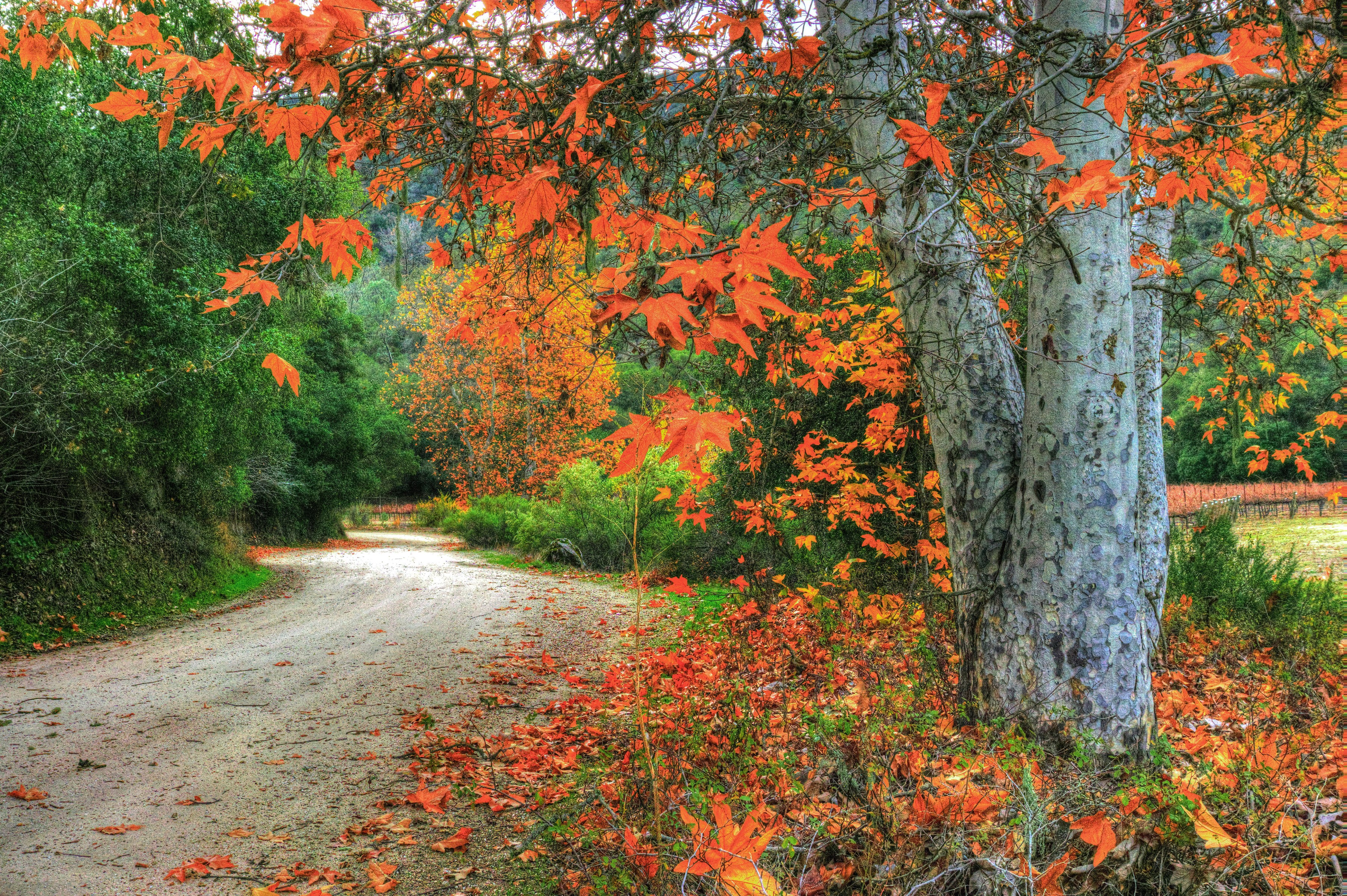 Autumn road with colorful foliage and a large tree HD Wallpaper