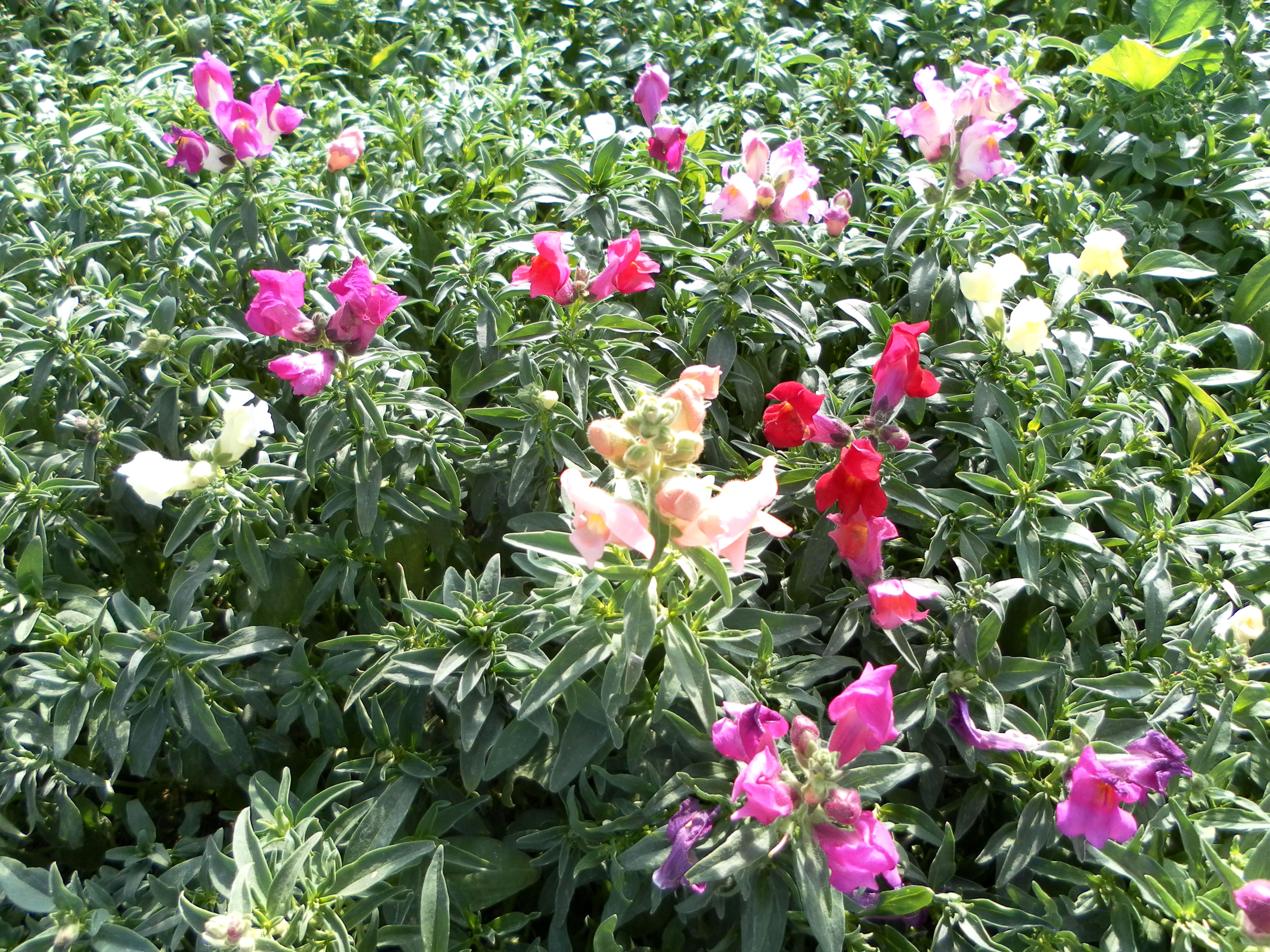 4K Antirrhinum flowers HD Wallpaper