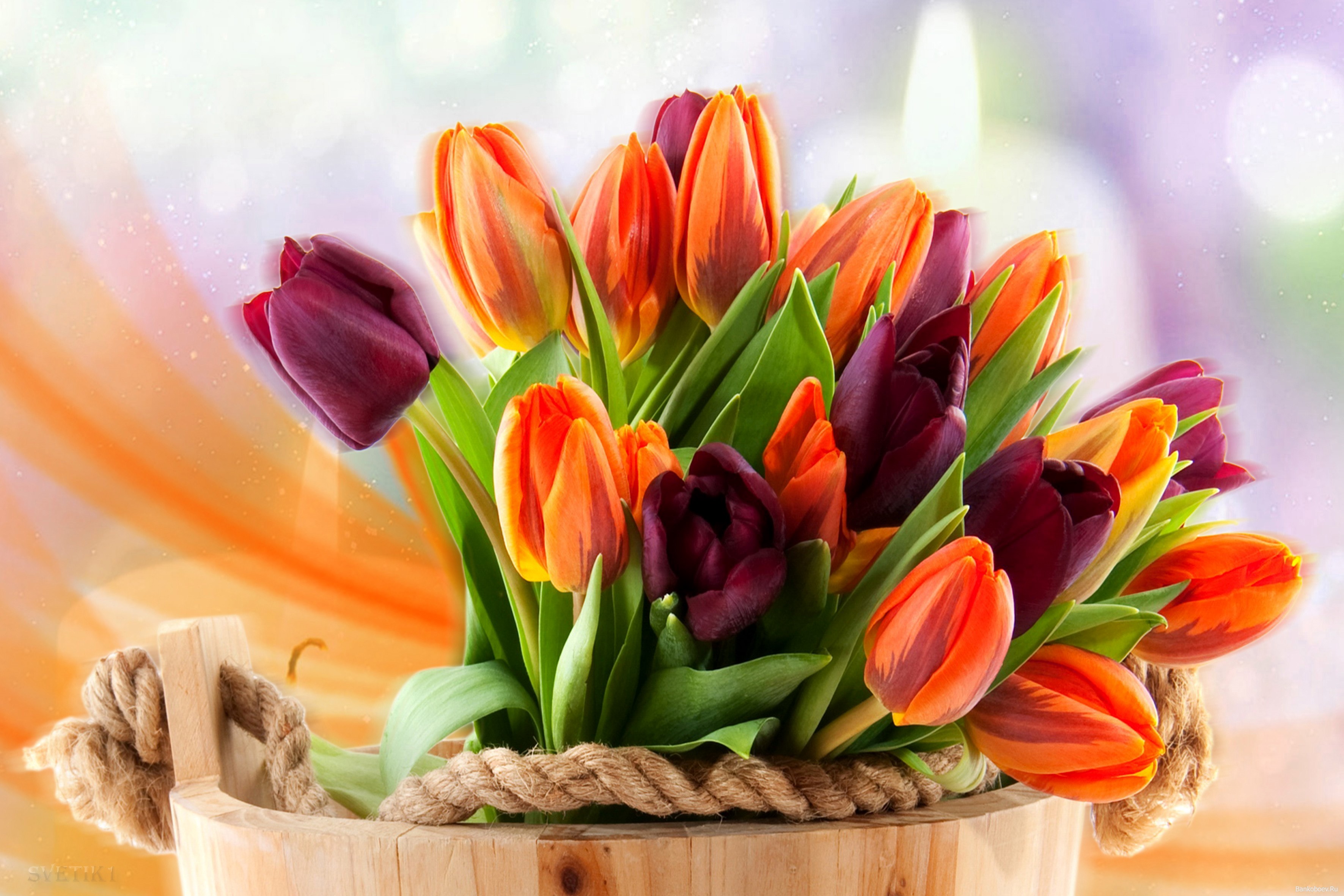 Bouquet of Orange and Purple Tulips in a Wooden Bucket HD Wallpaper