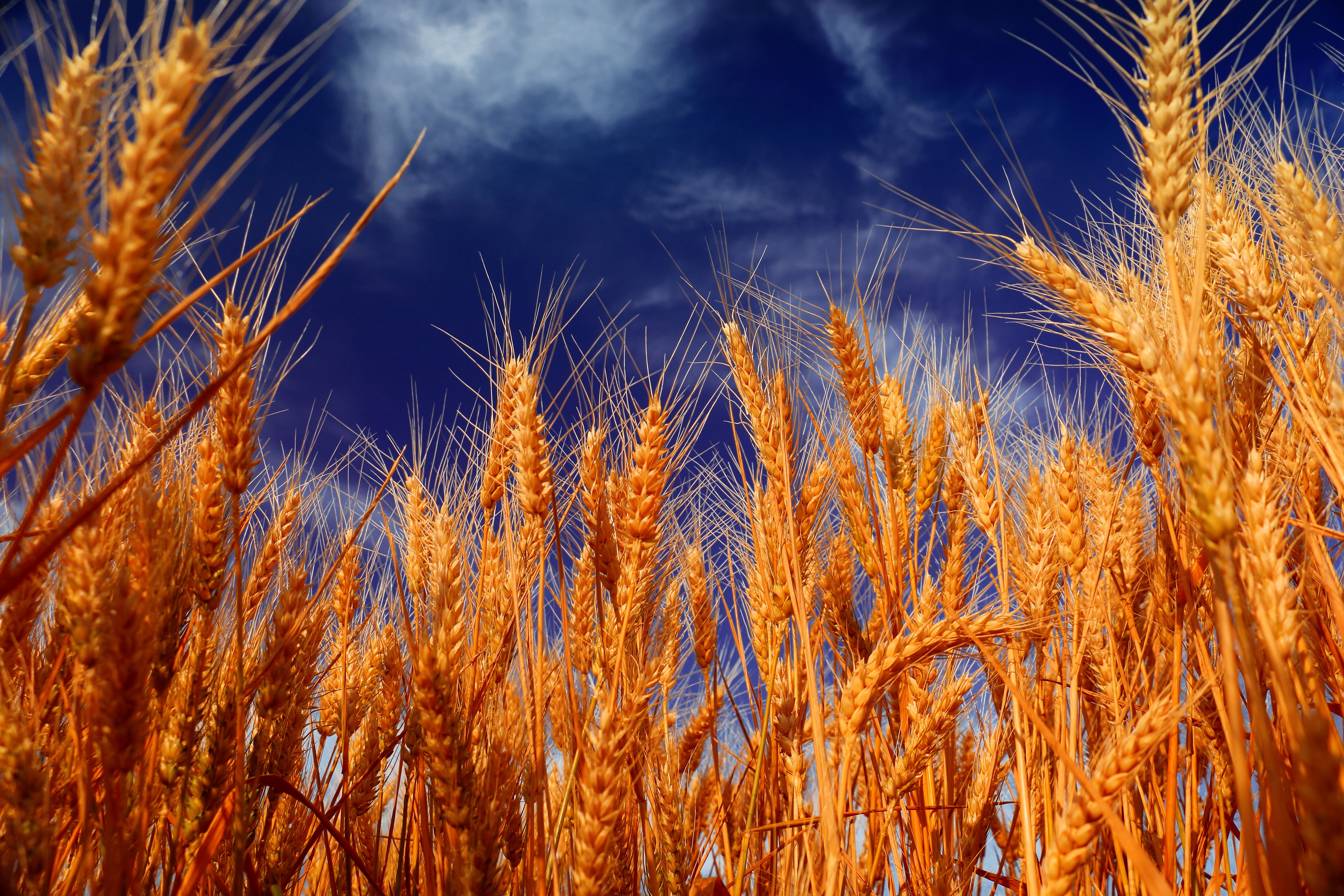 Wheat field against a blue sky HD Wallpaper