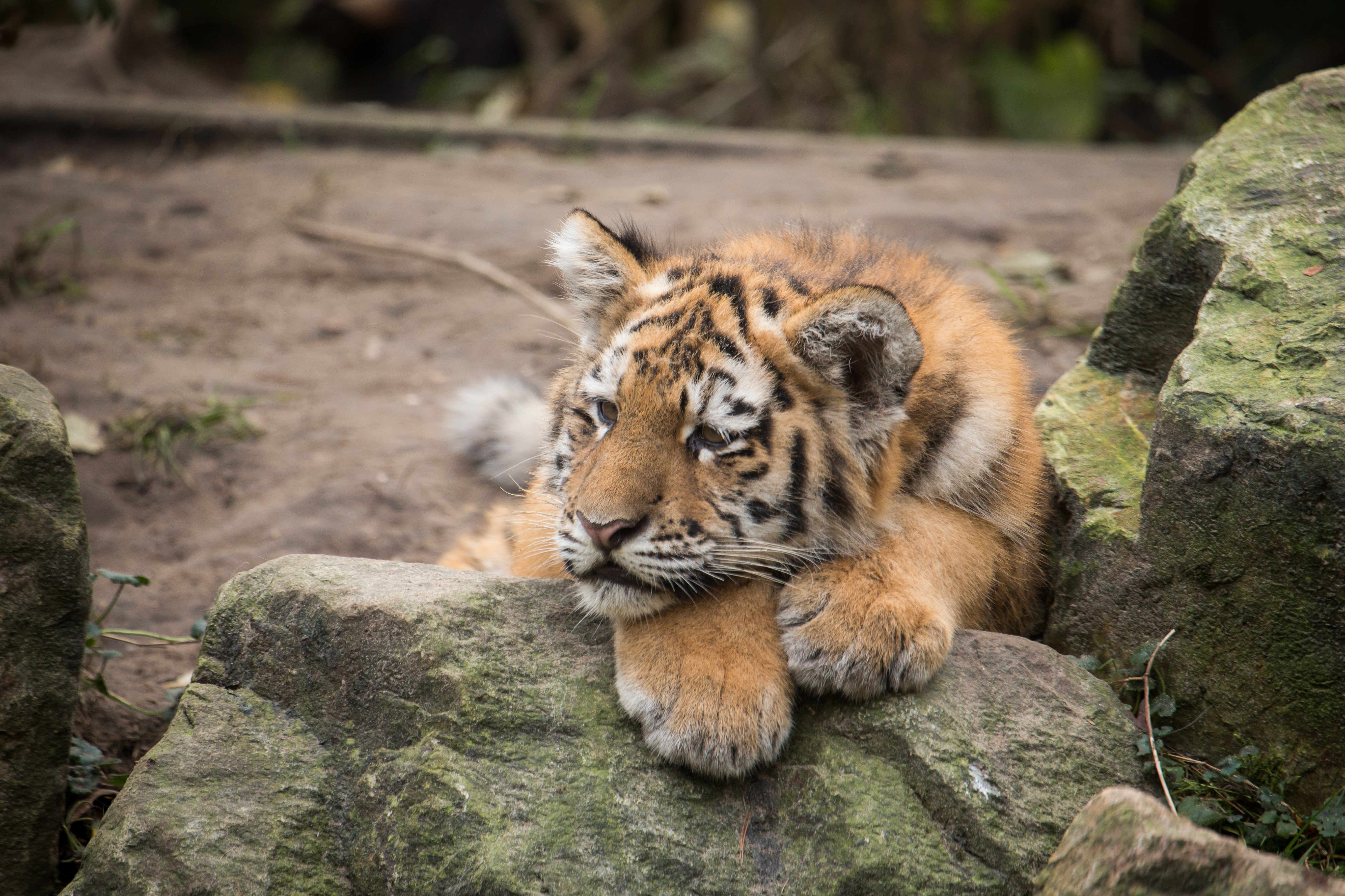 Tiger cub resting on rocks HD Wallpaper