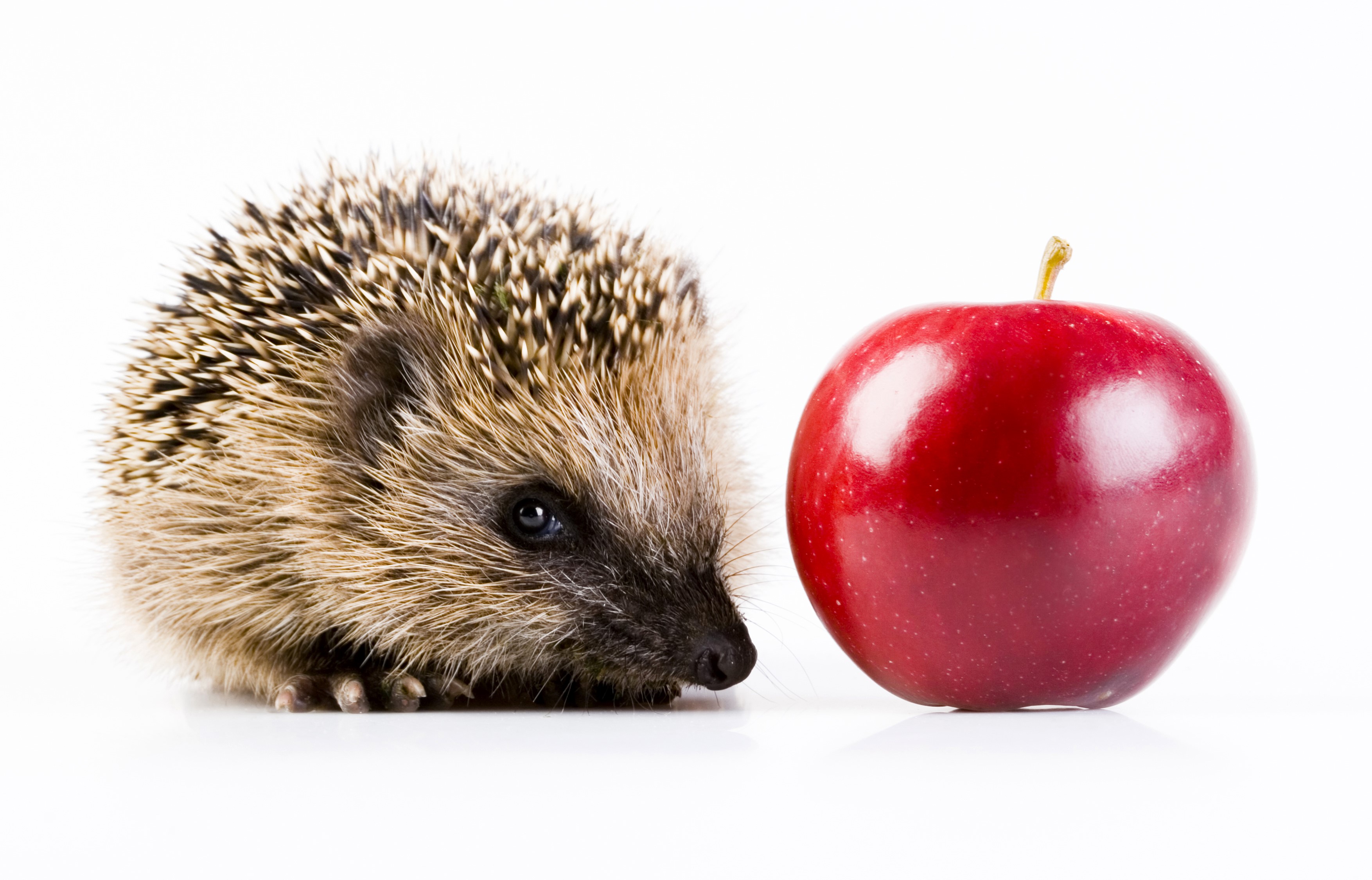 Hedgehog and a red apple on a white background HD Wallpaper