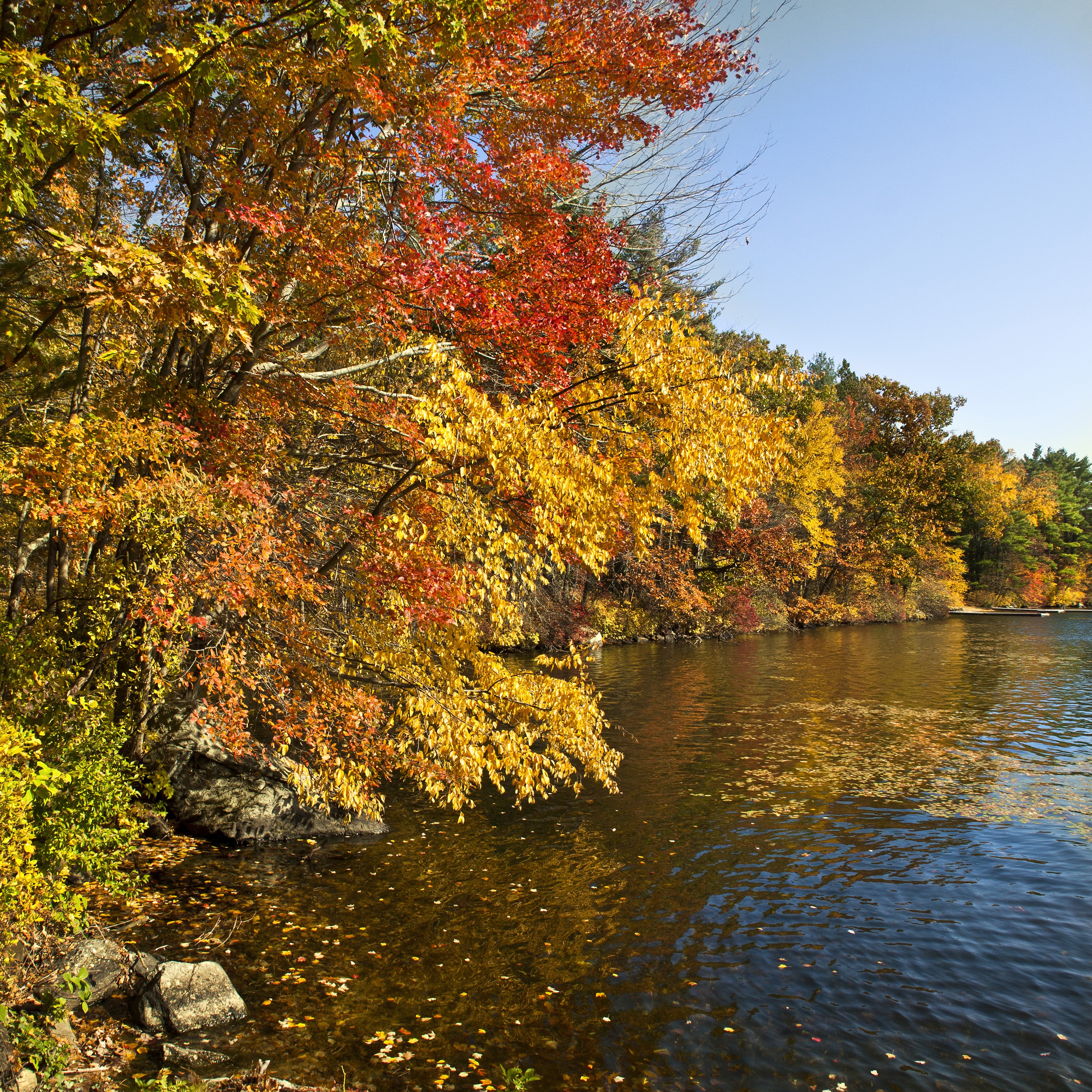 Autumn trees along a river HD Wallpaper