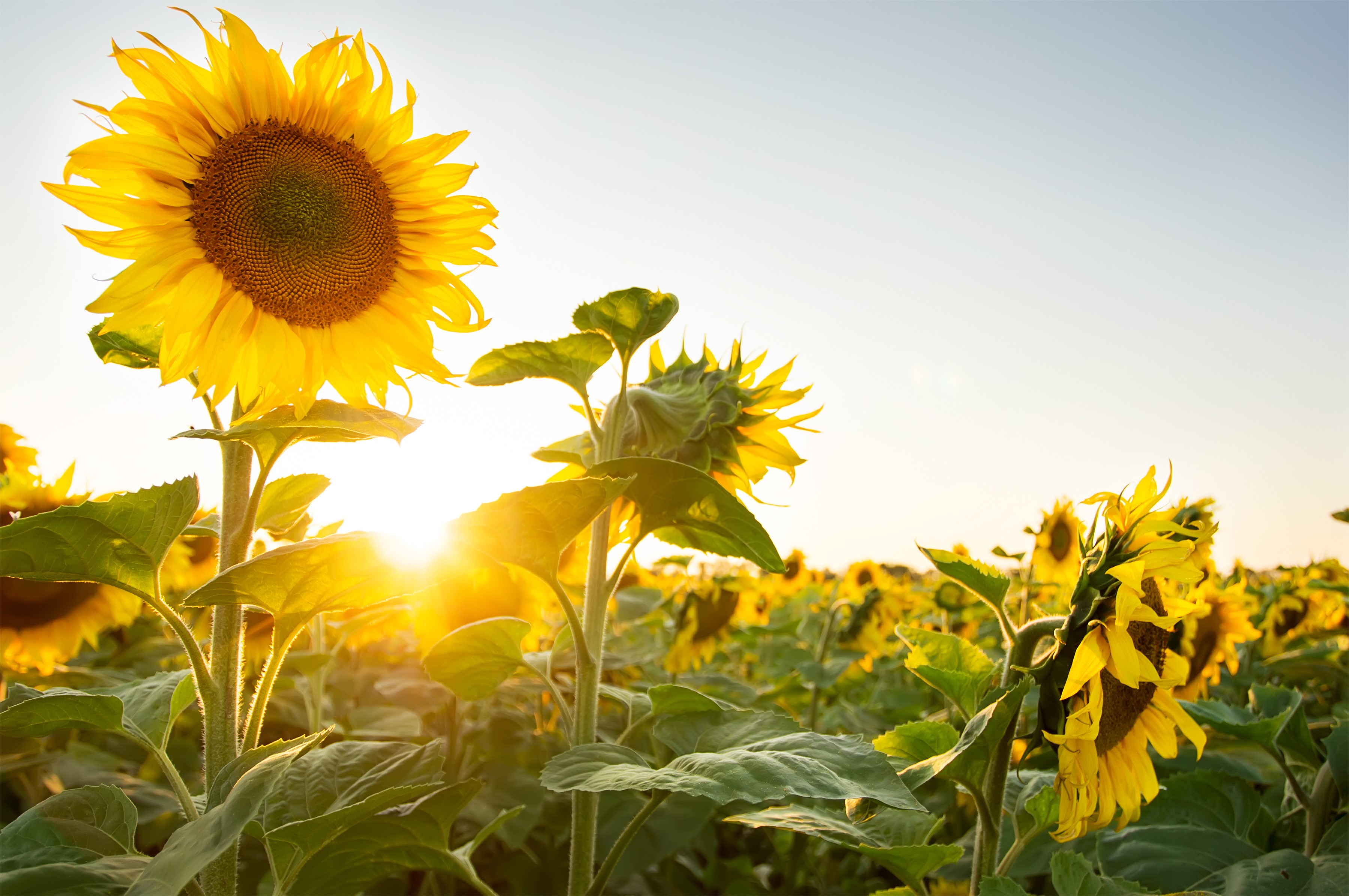 Sunflowers in a field at sunset HD Wallpaper