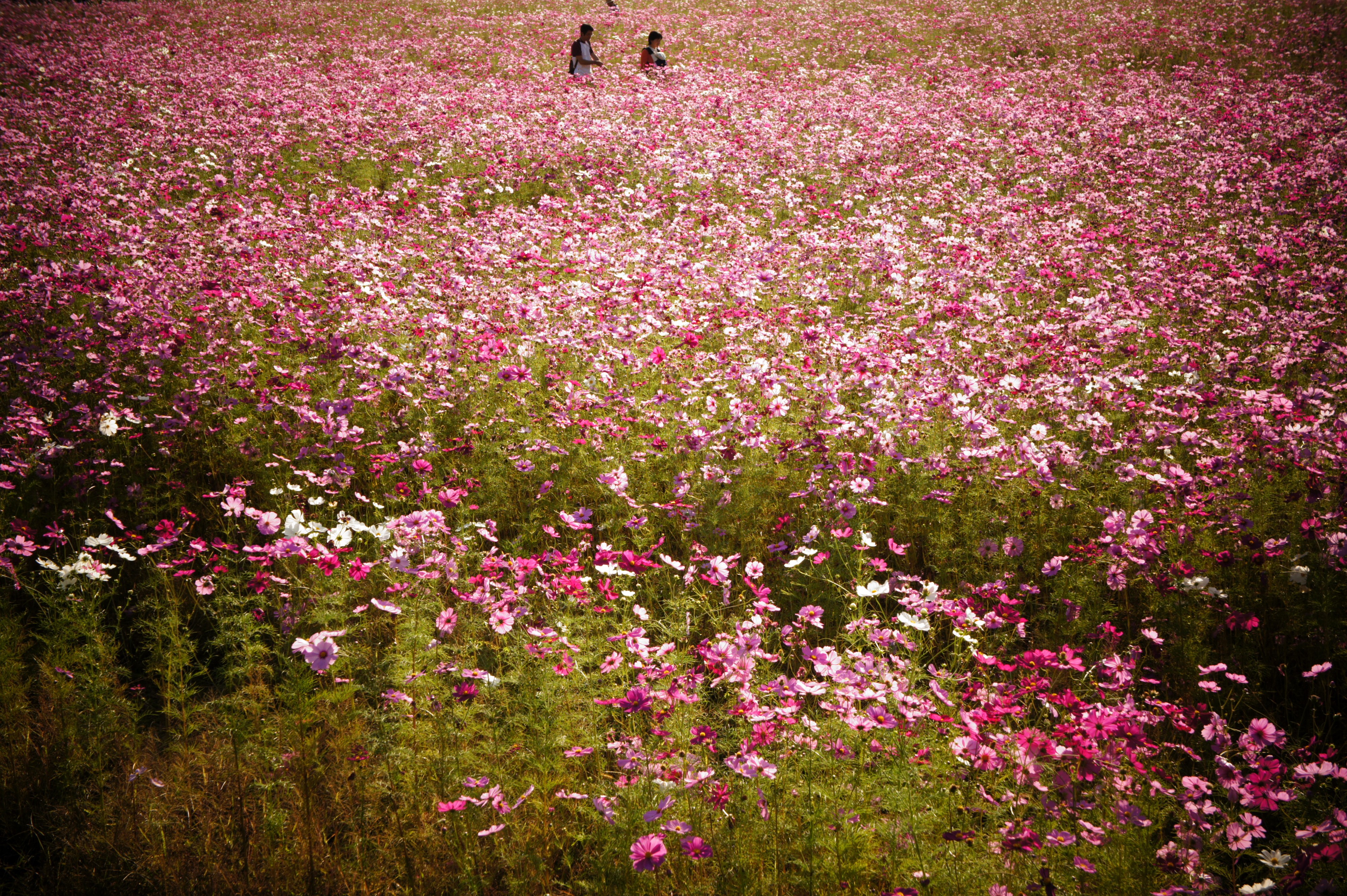 Field of Cosmos flowers with two people HD Wallpaper