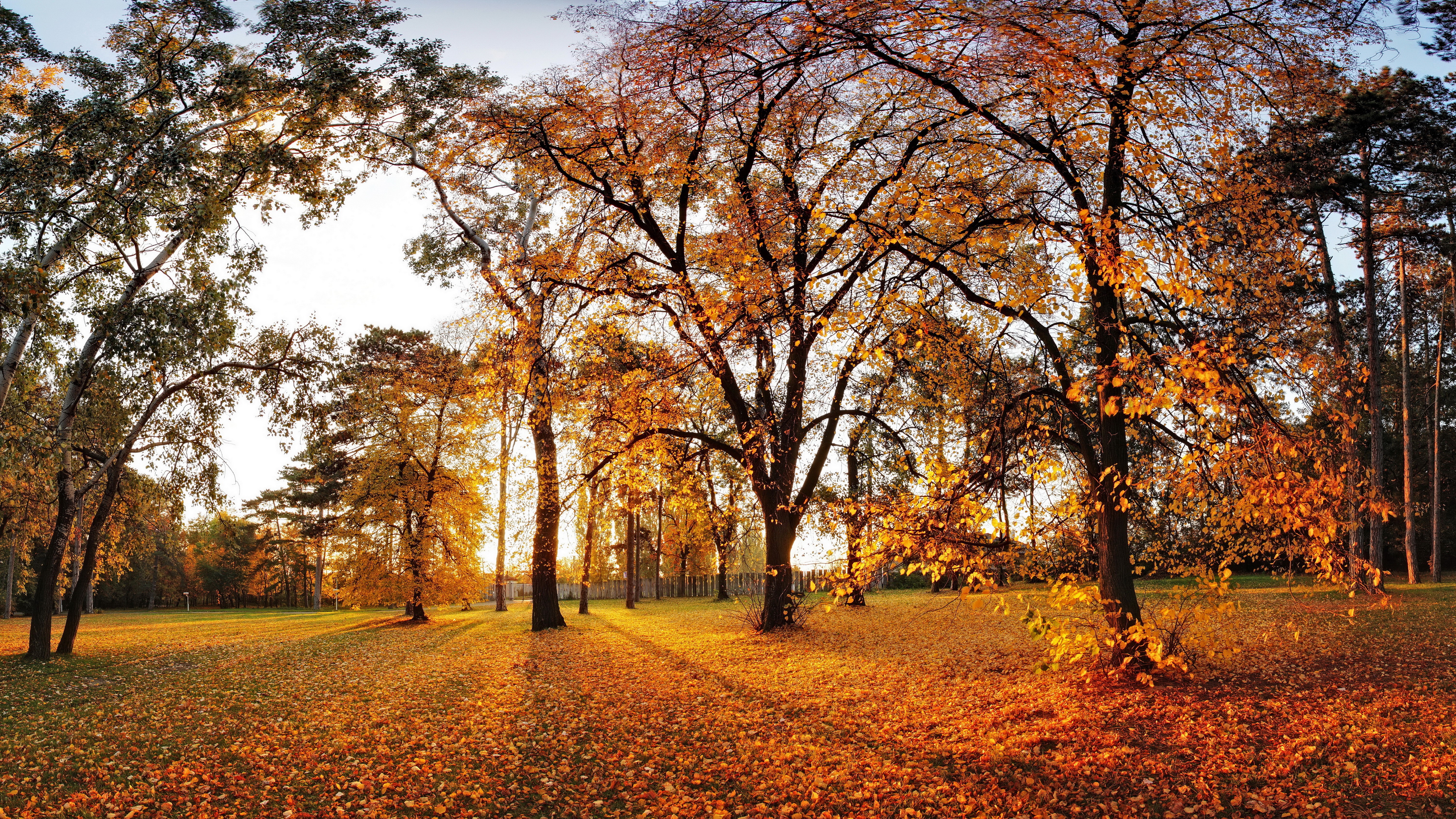Autumn park with trees and fallen leaves HD Wallpaper