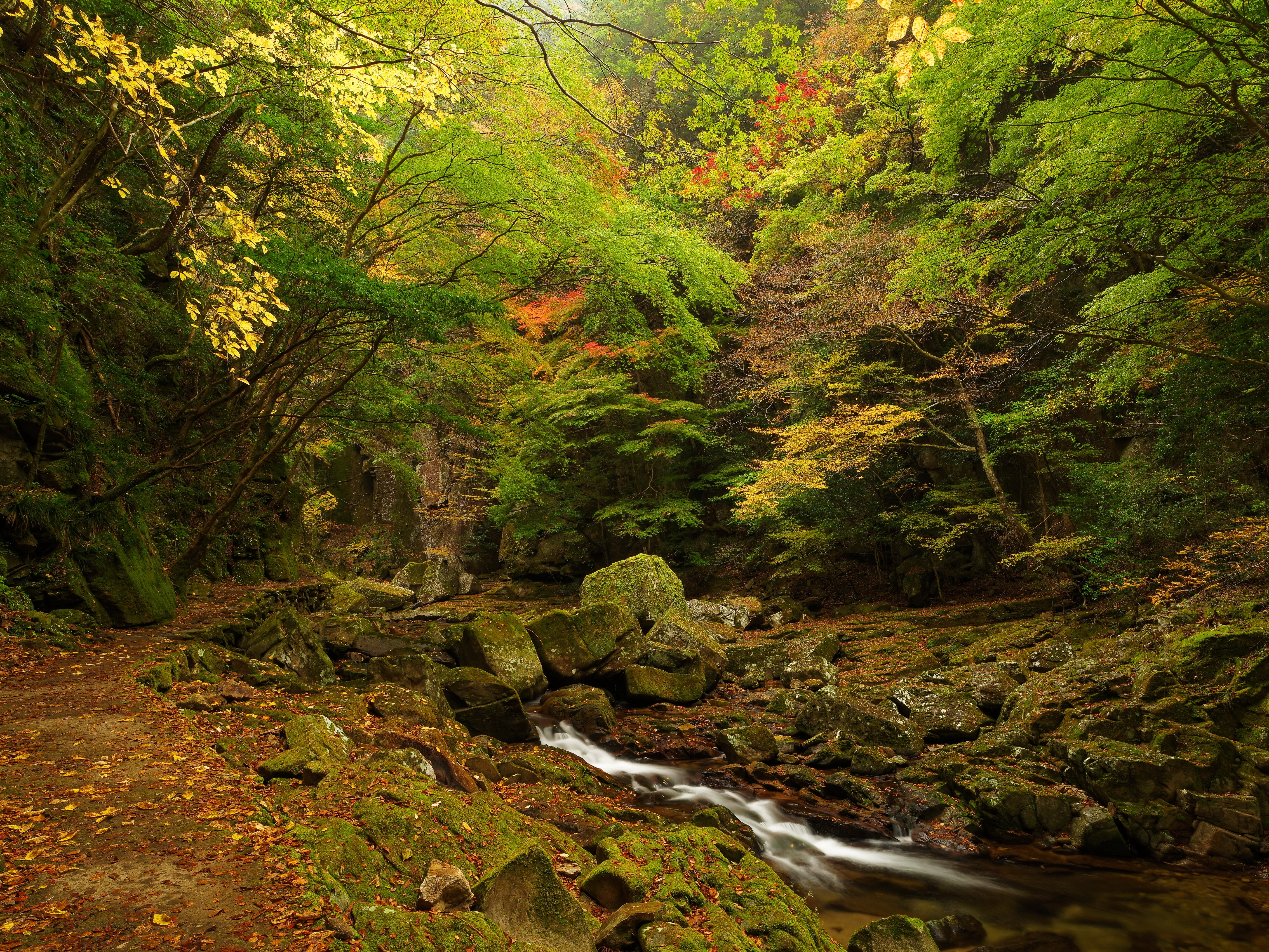 Forest stream with rocks and autumn leaves HD Wallpaper