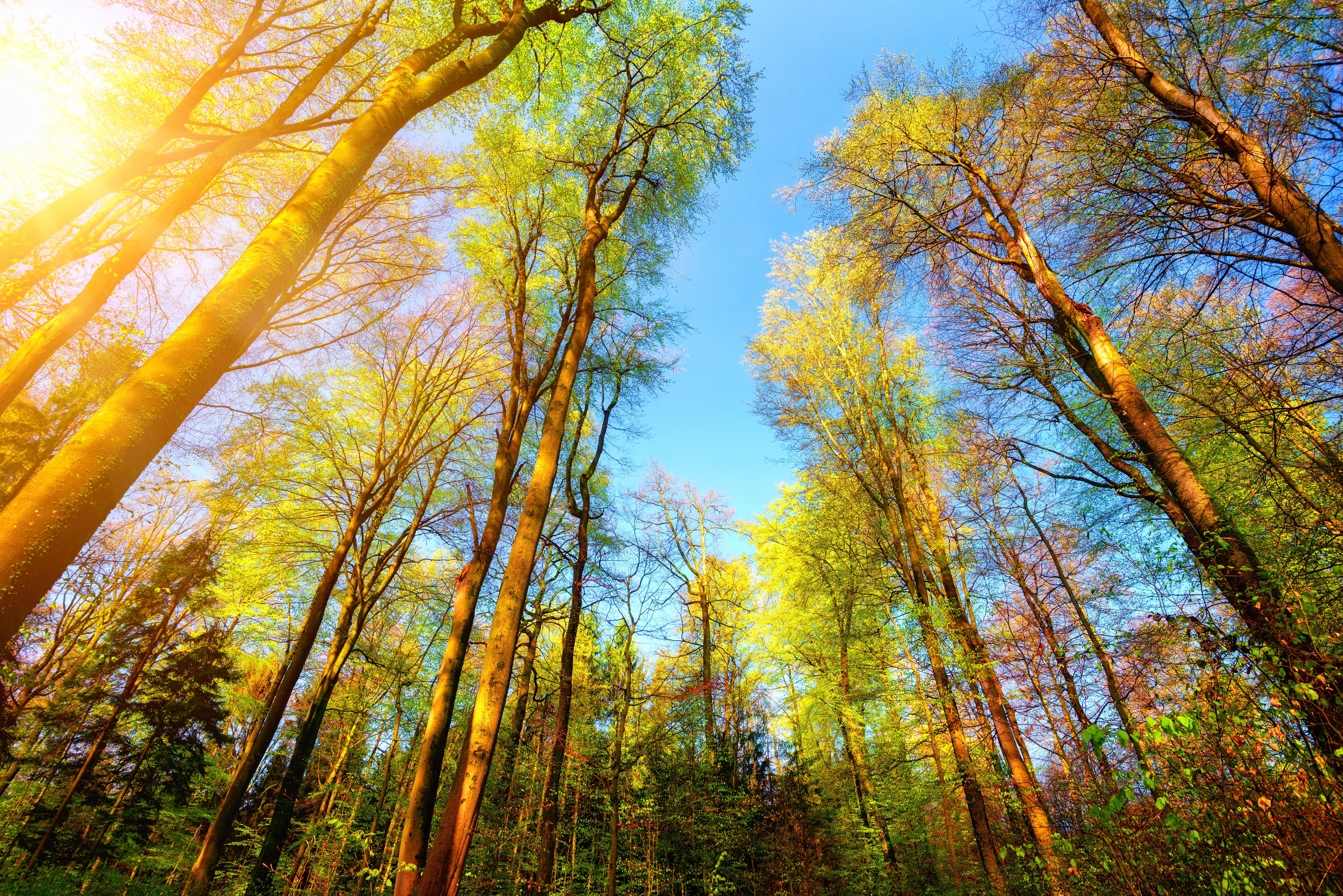 Forest canopy with sunbeams and blue sky HD Wallpaper