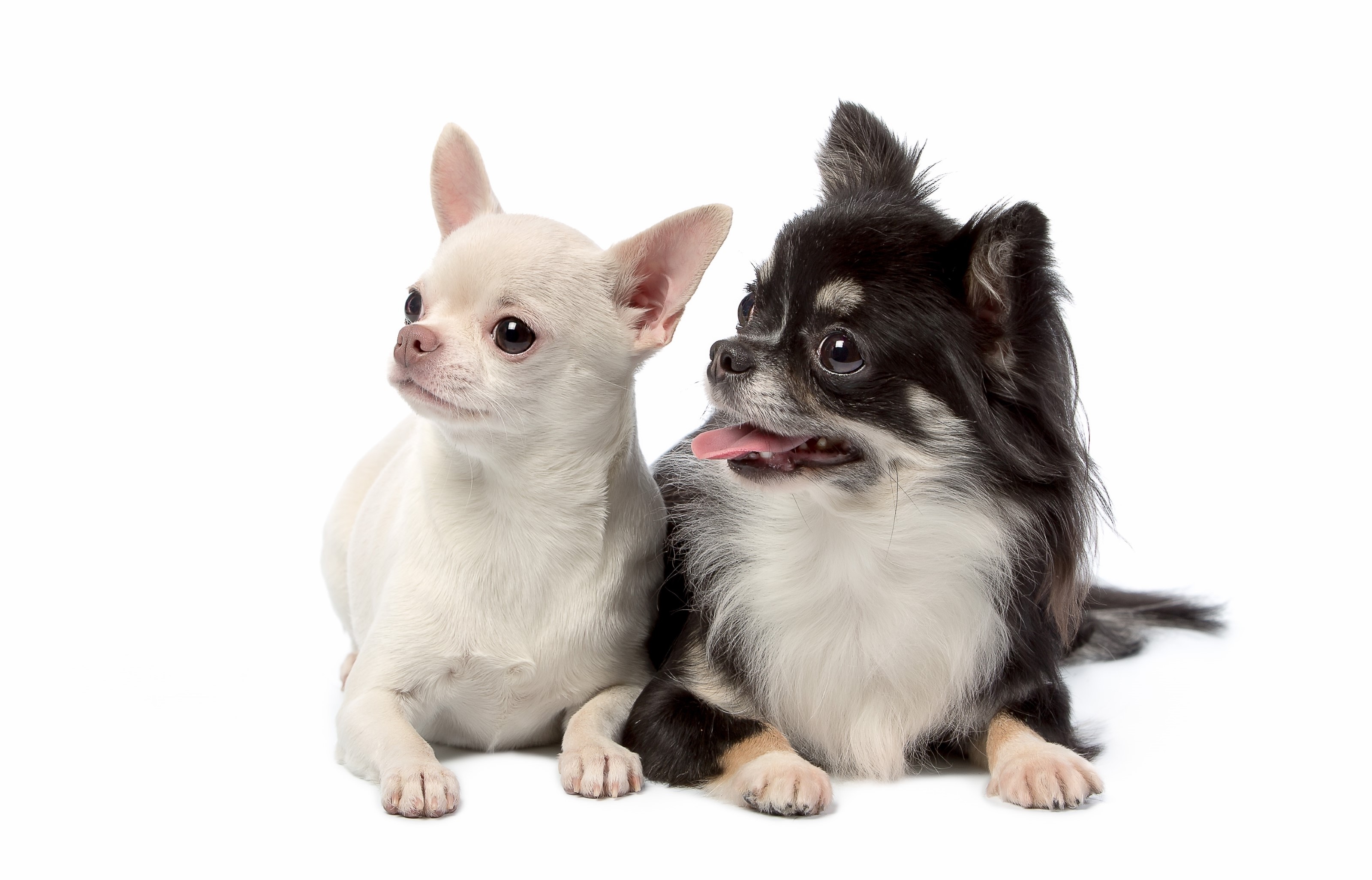 Two Chihuahuas on a White Background HD Wallpaper