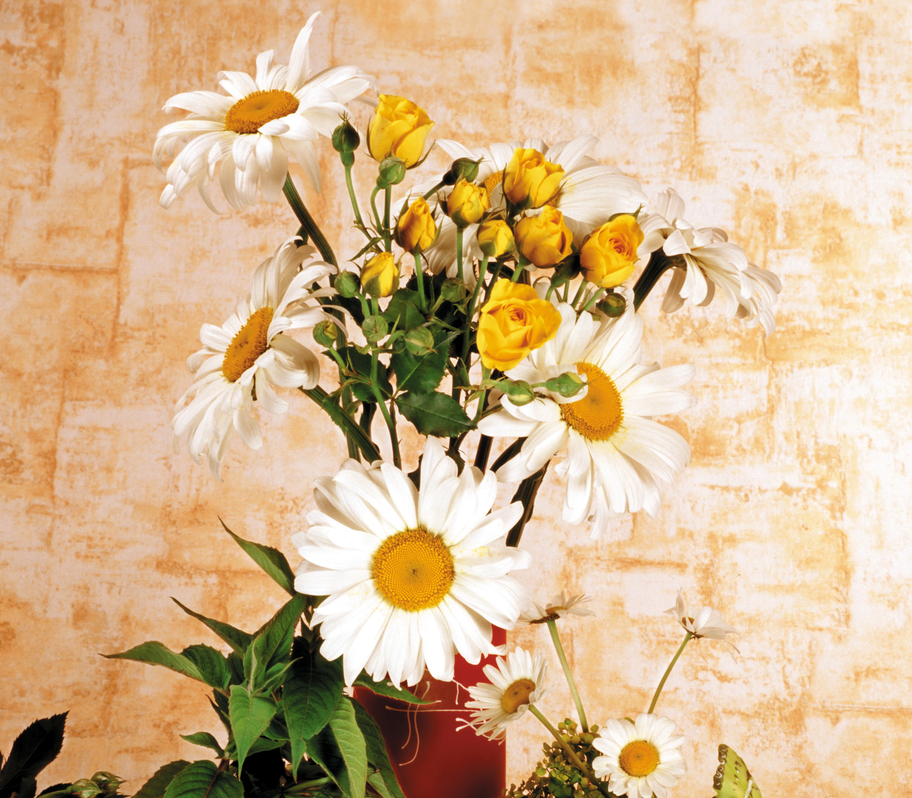 Bouquet of white daisies and yellow roses in a red vase HD Wallpaper
