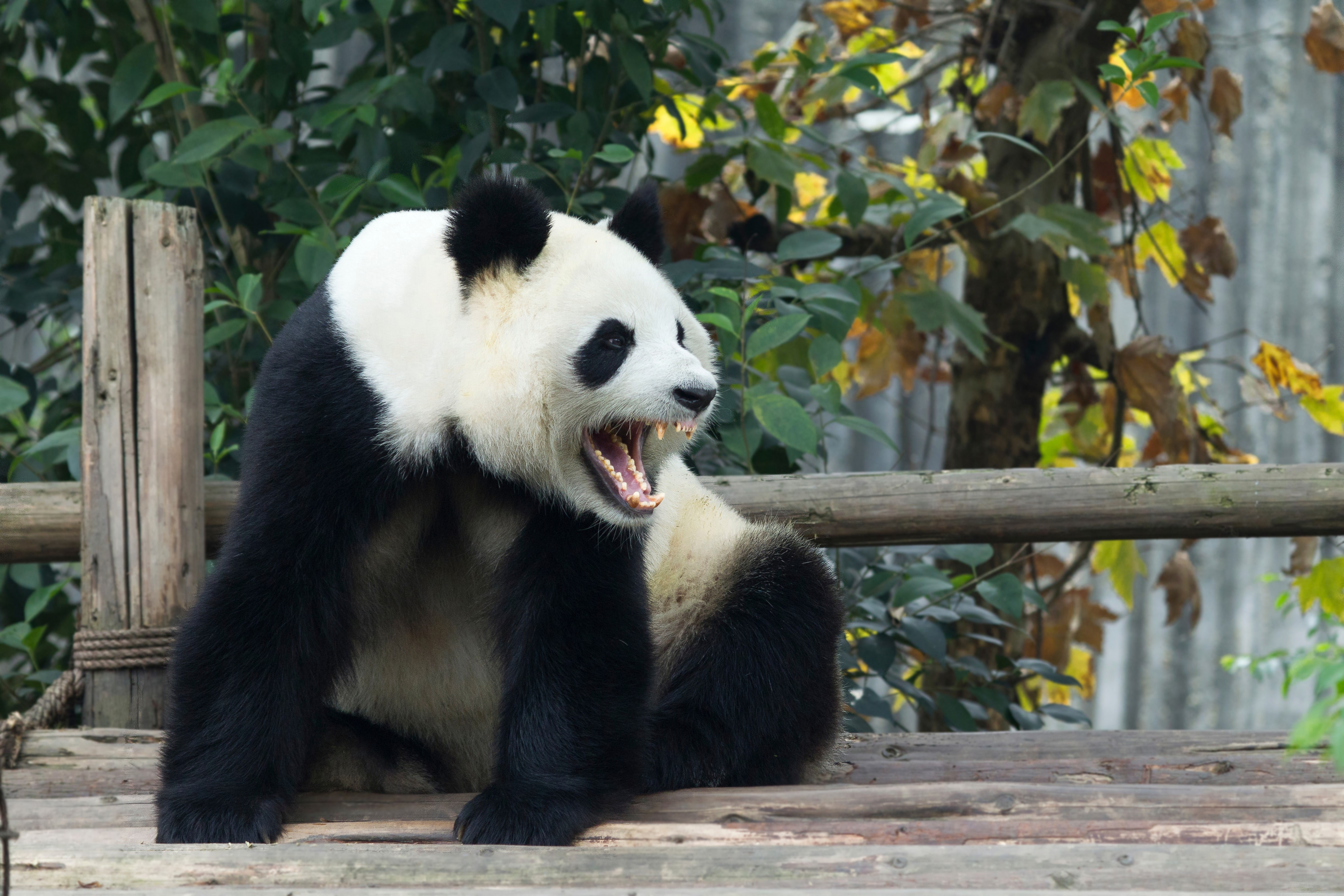 Giant Panda yawning on a wooden platform HD Wallpaper