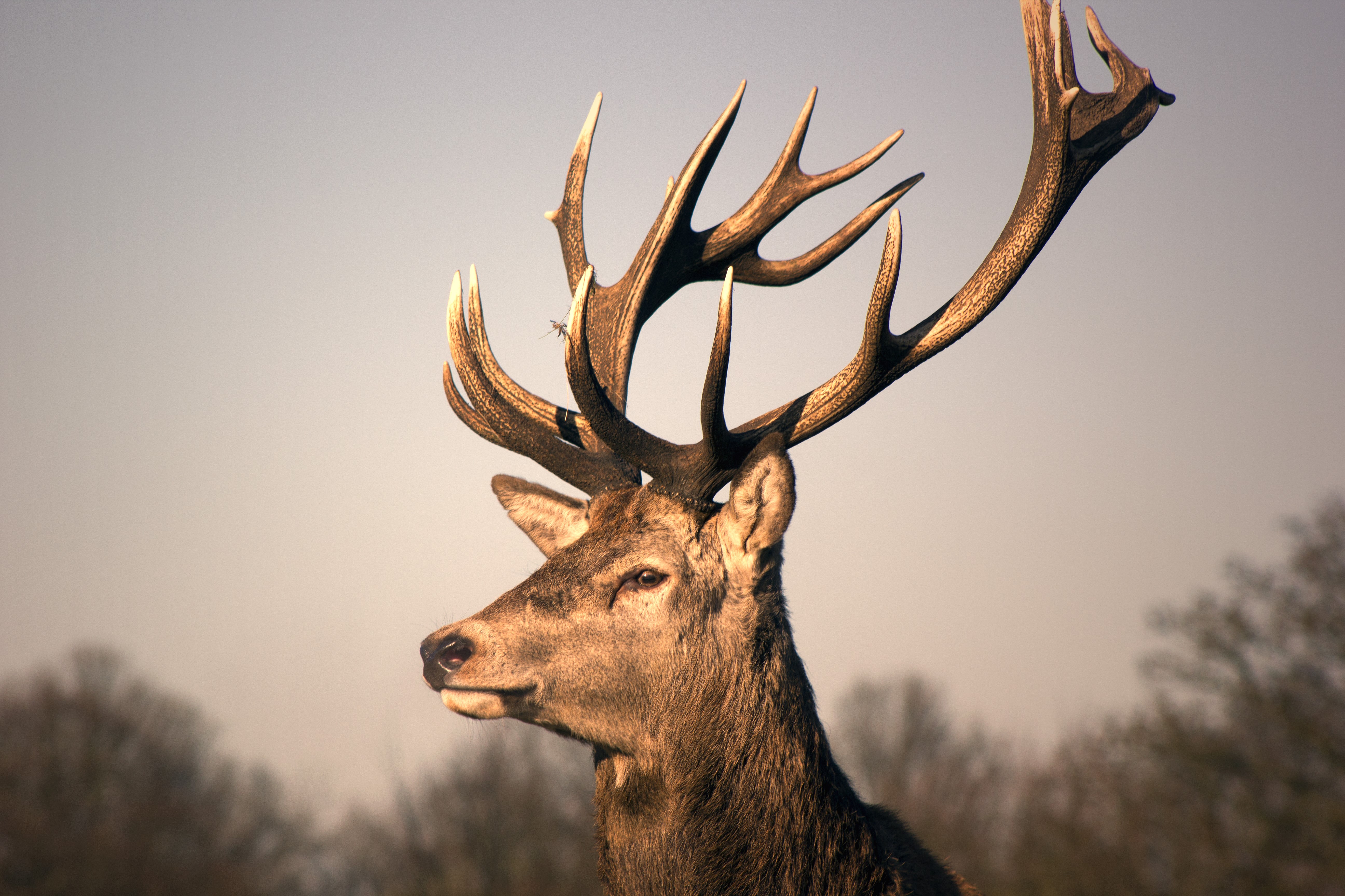 Deer with large antlers HD Wallpaper