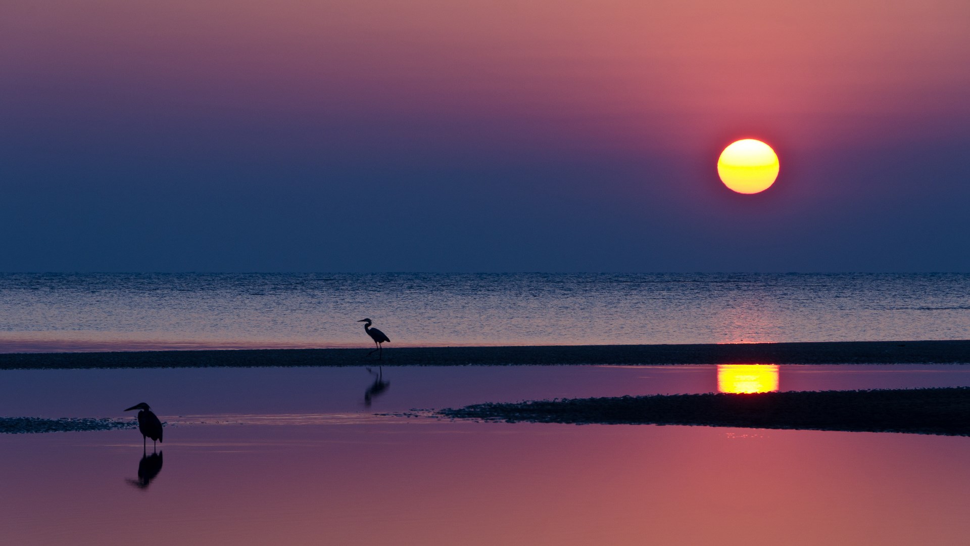 Two herons silhouetted against a sunset over the ocean HD Wallpaper