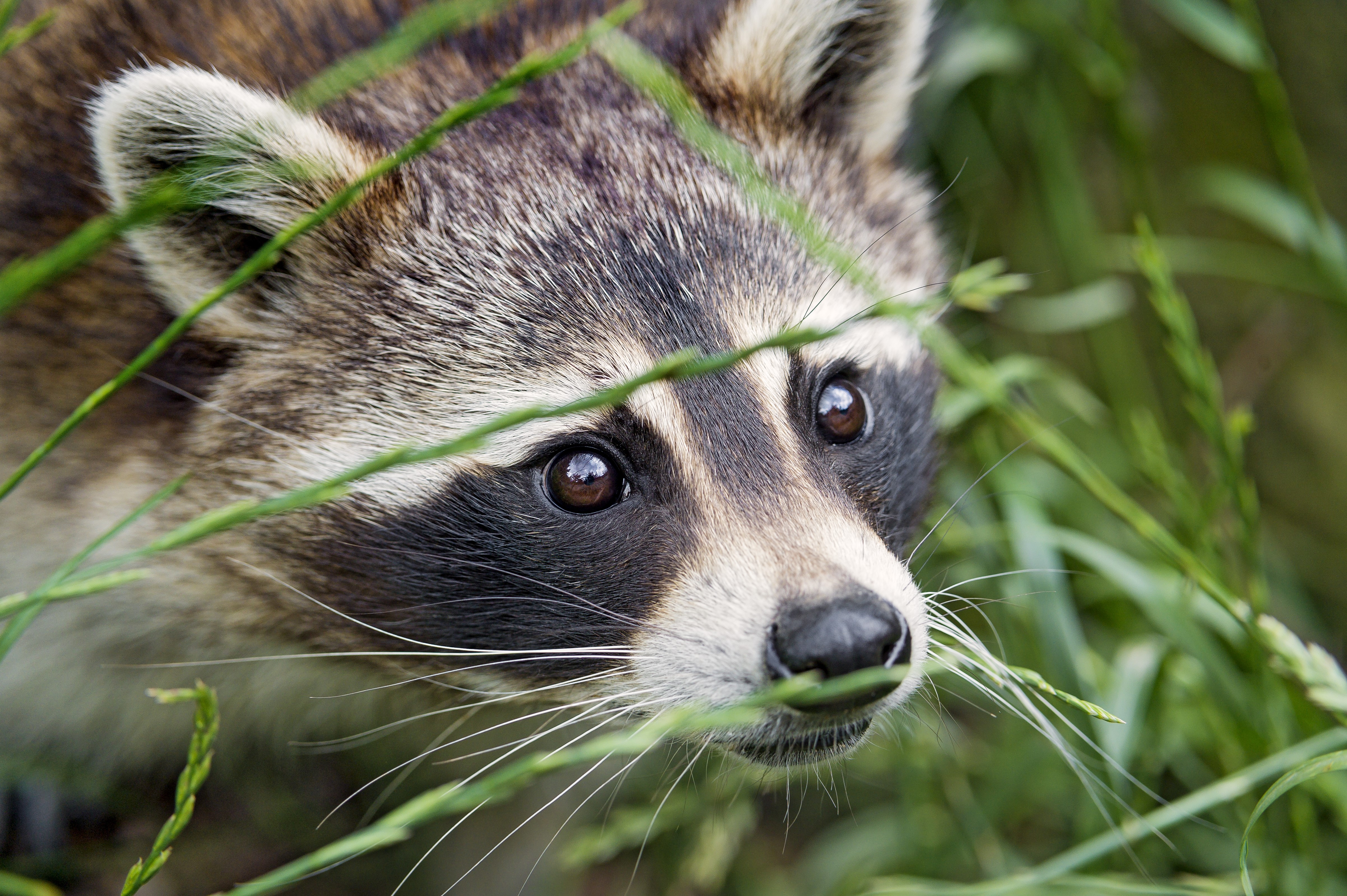 Raccoon peeking through grass HD Wallpaper