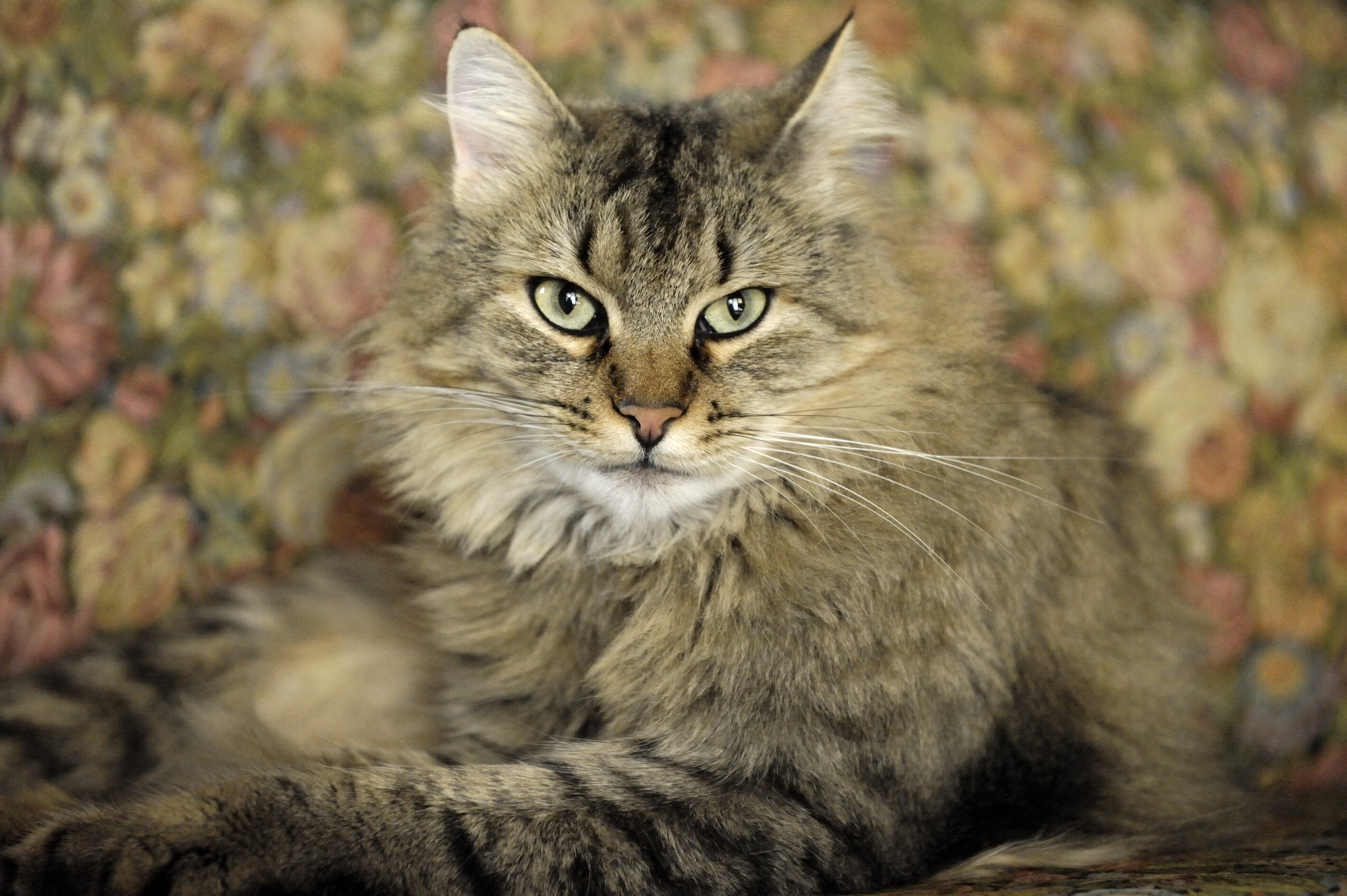 4K Maine Coon Cat HD Wallpaper