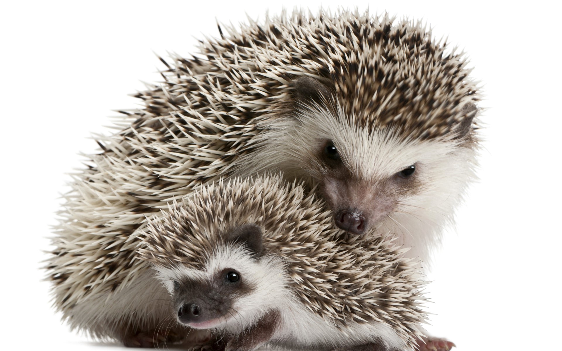 Two hedgehogs on a white background HD Wallpaper