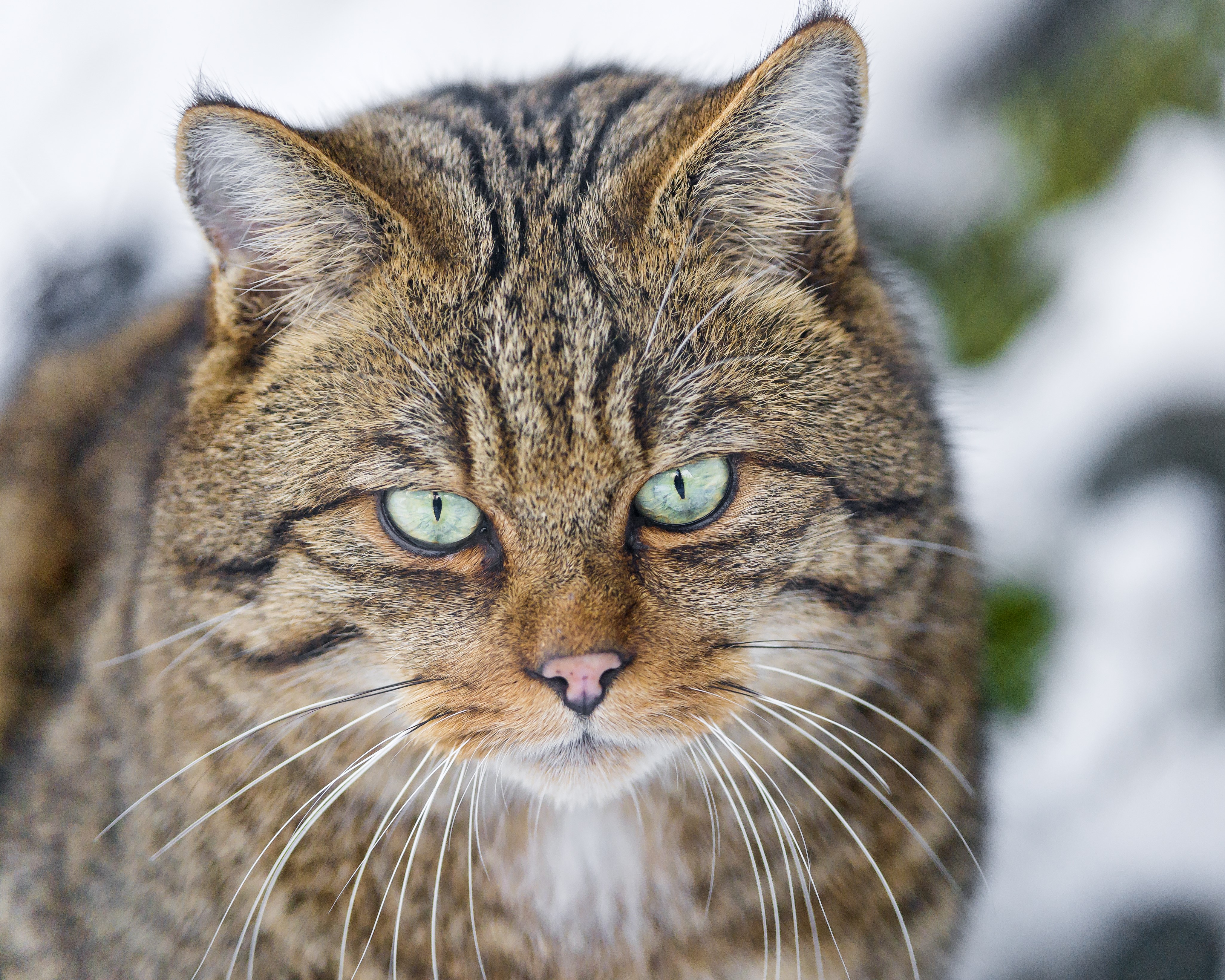 Close-up of a wildcat's face HD Wallpaper
