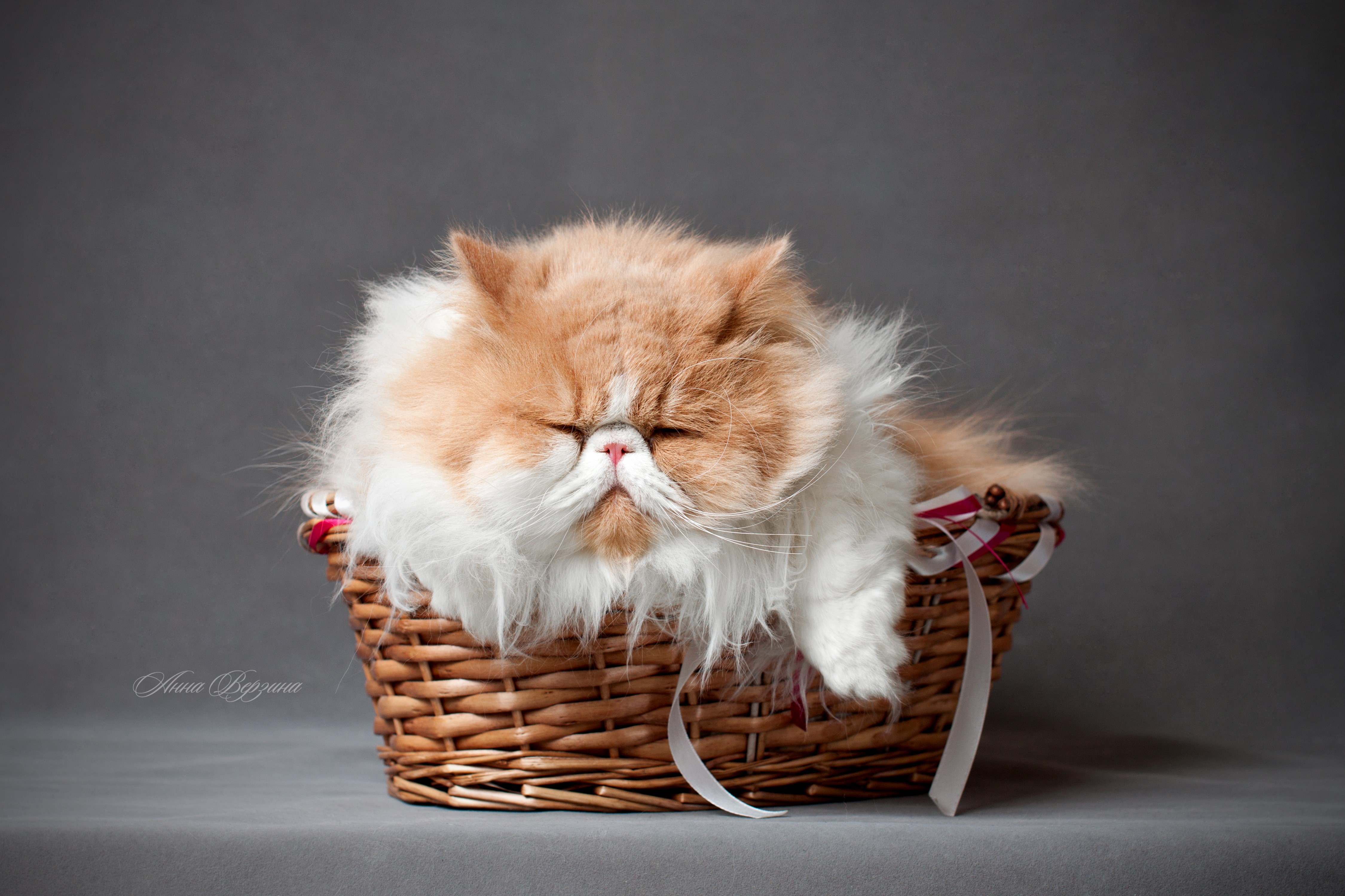 Fluffy Persian cat sleeping in a wicker basket HD Wallpaper