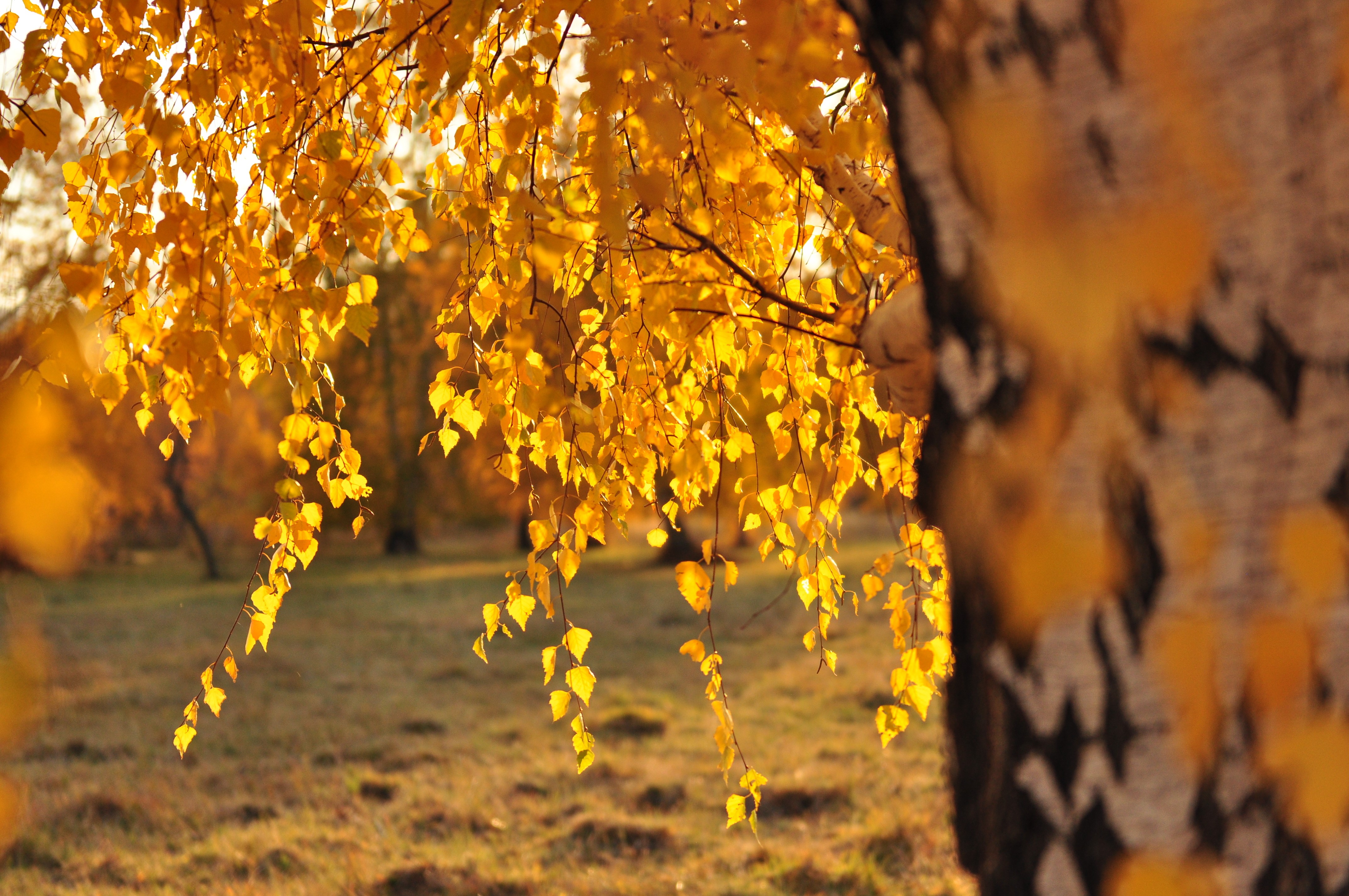 4K Autumn Birch Foliage HD Wallpaper