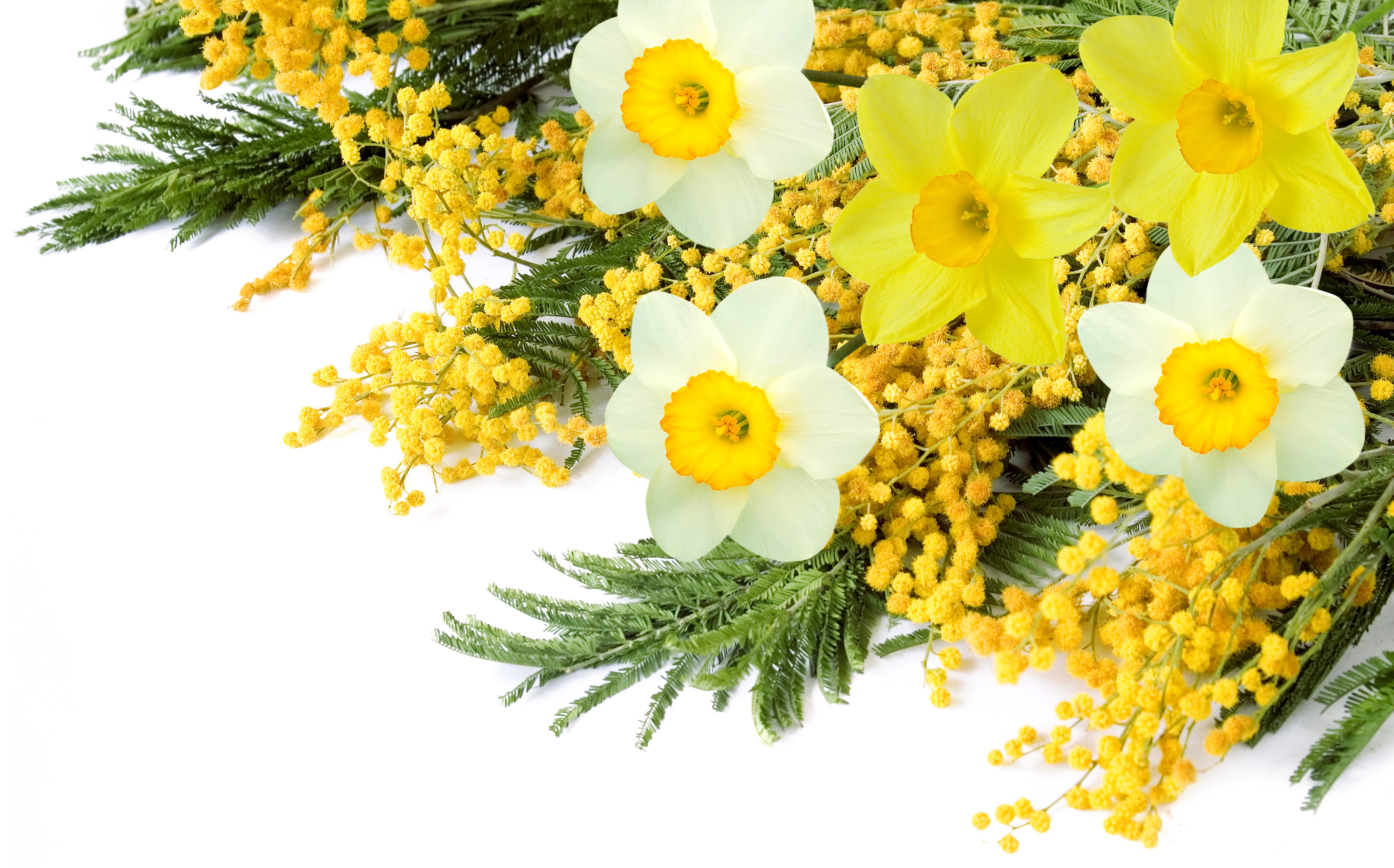 Daffodils and Silver Wattle on White Background HD Wallpaper