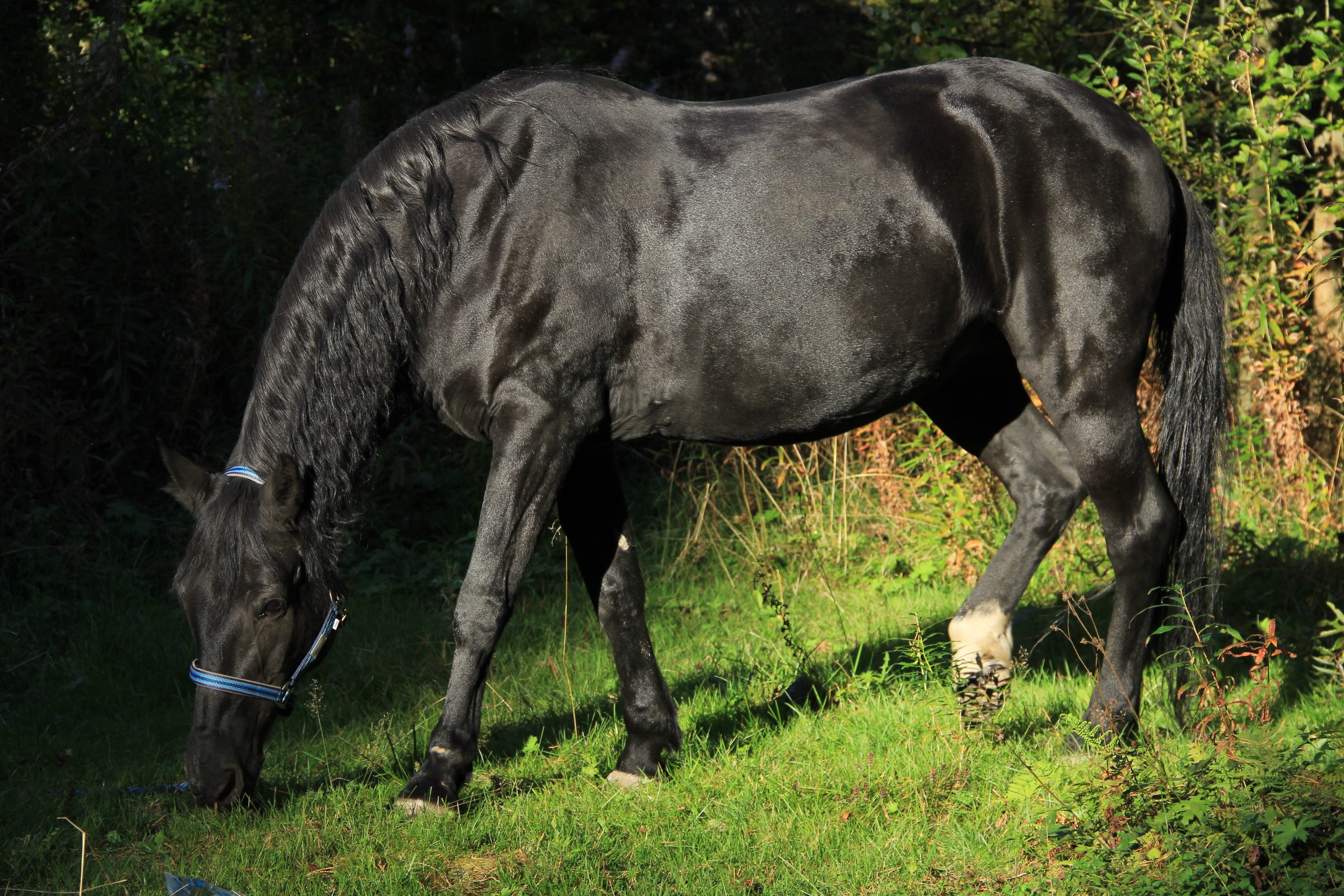 Black horse grazing in a grassy field HD Wallpaper