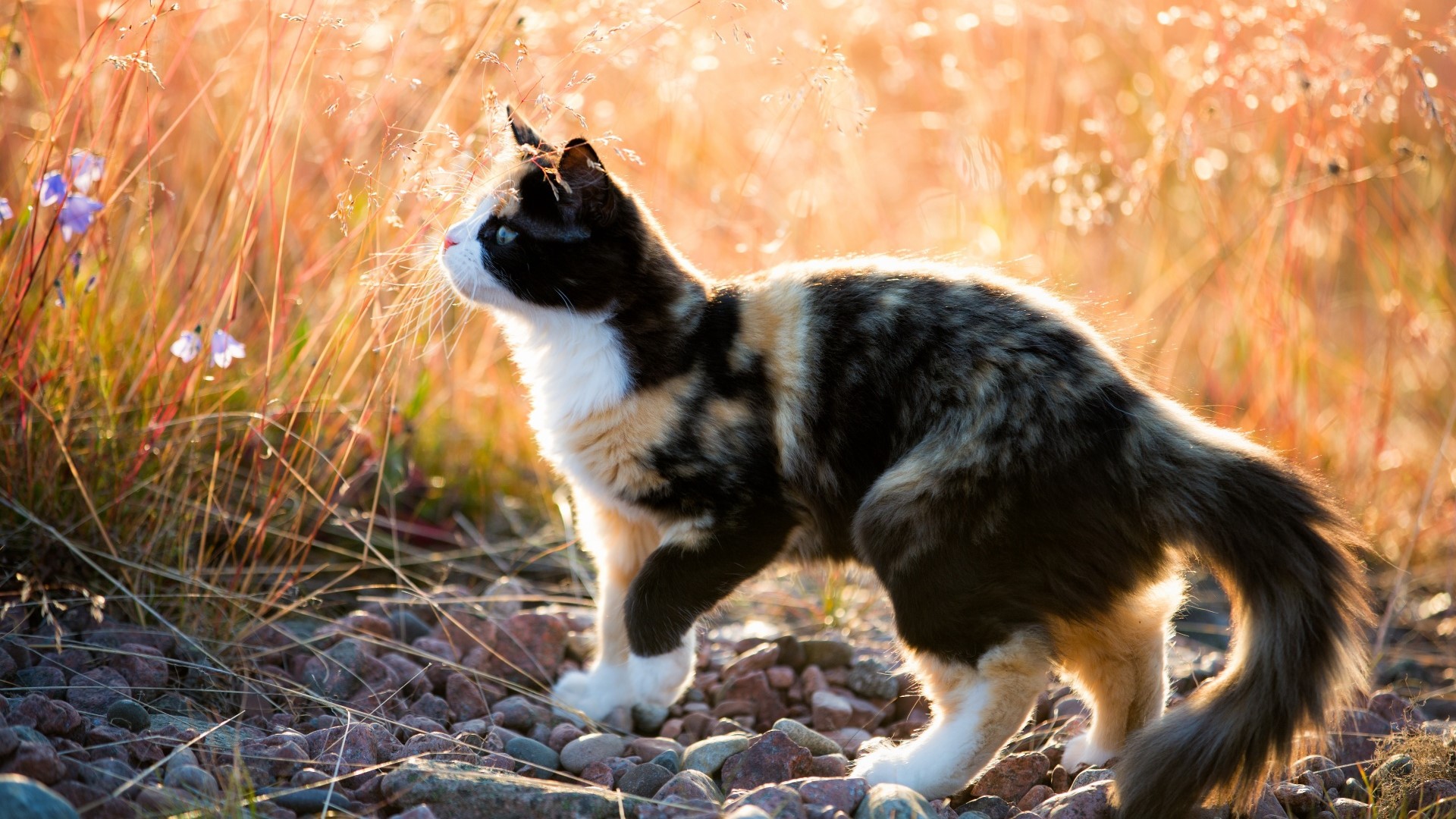 Calico cat in tall grass with flowers and stones HD Wallpaper