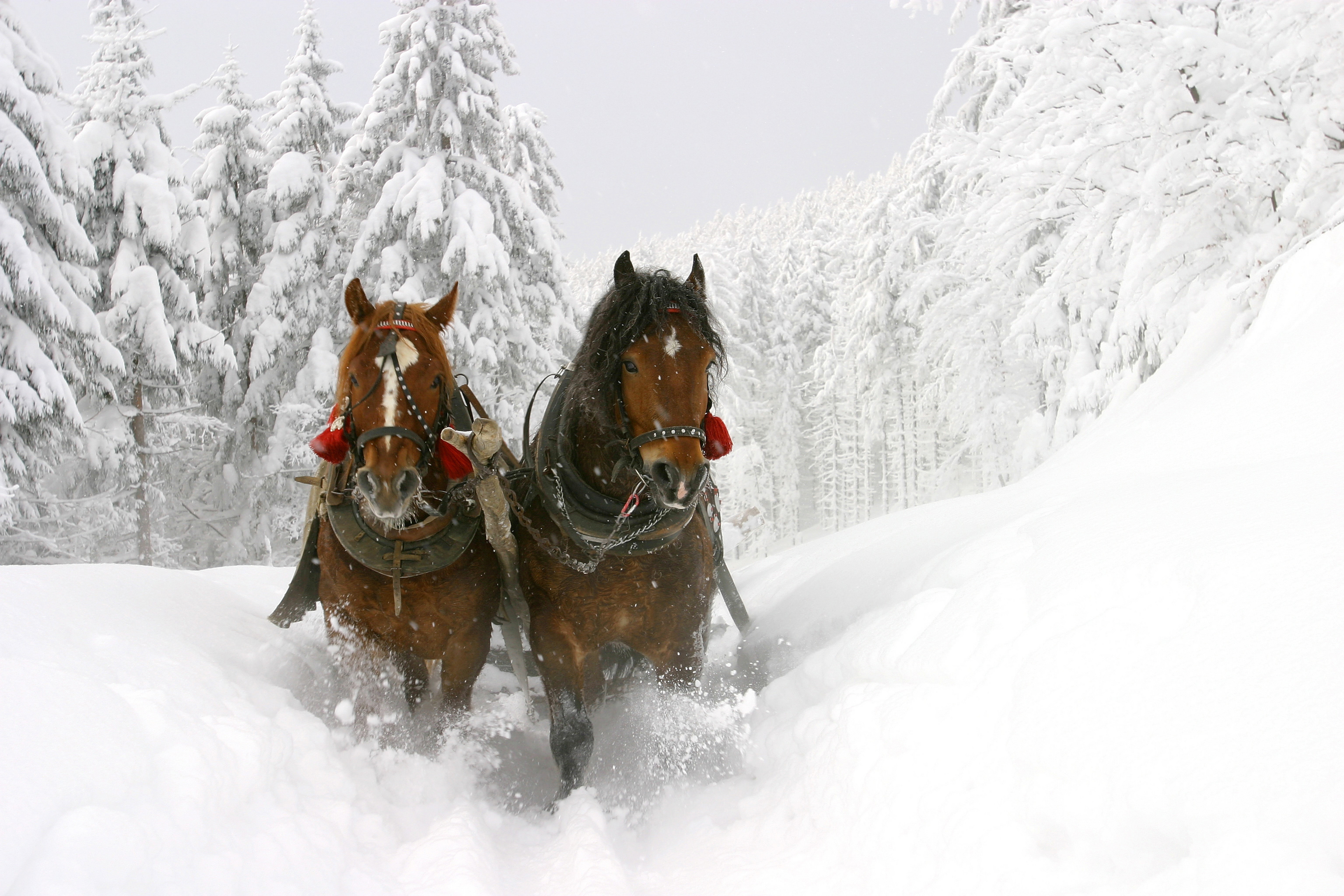 Two horses pulling a sleigh through a snowy forest HD Wallpaper