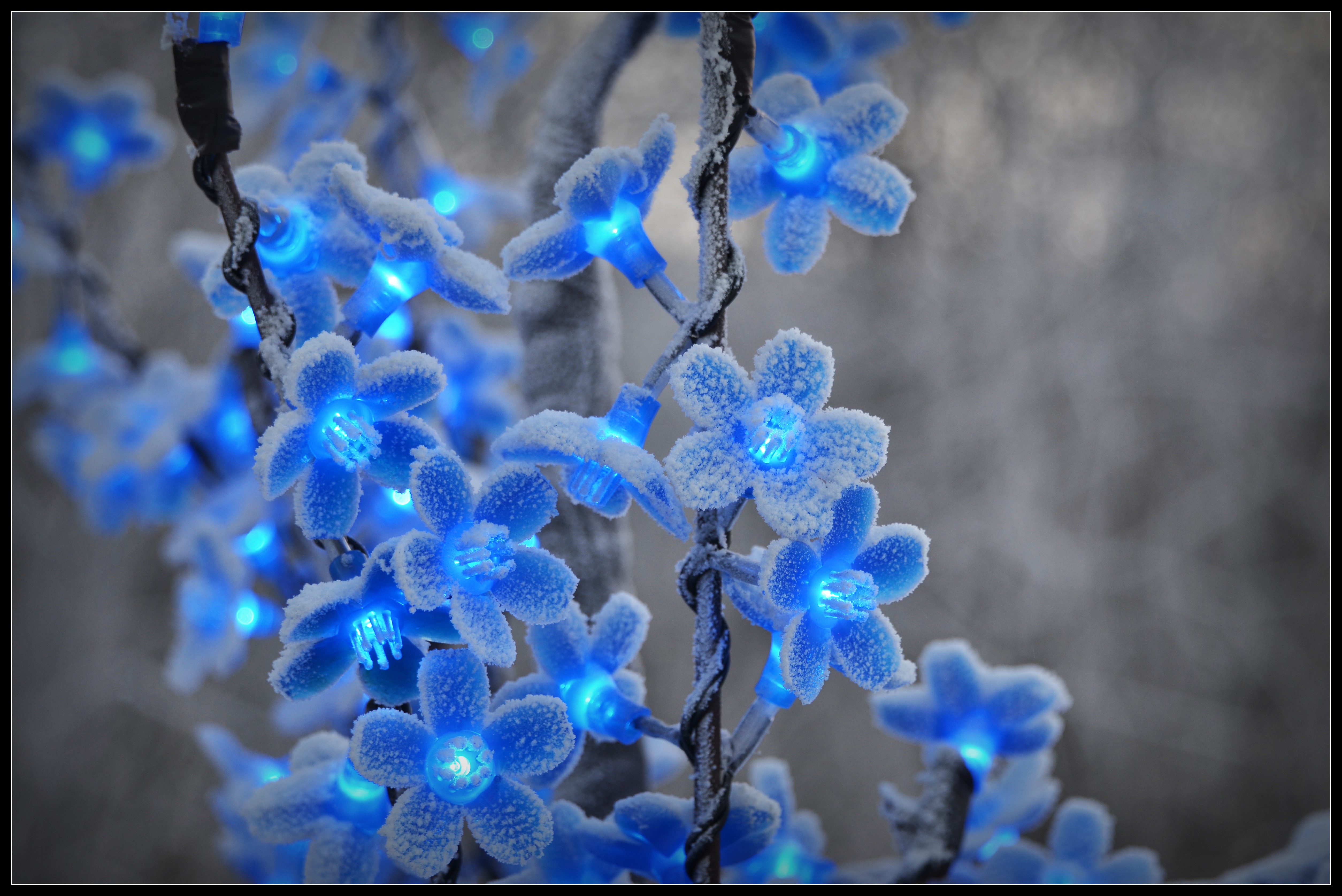 Blue flower fairy lights covered in frost HD Wallpaper