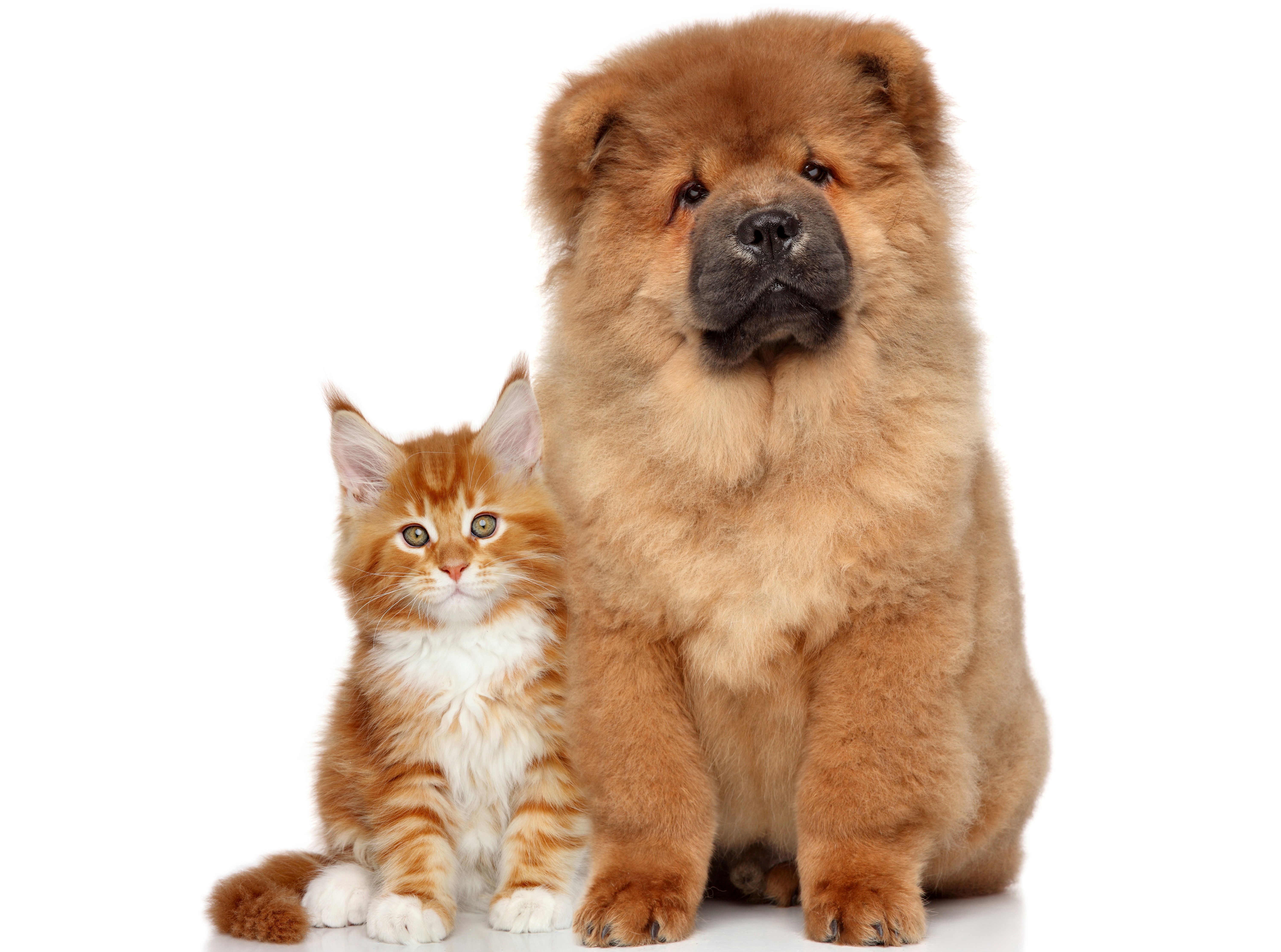 Chow Chow dog and Maine Coon kitten on white background HD Wallpaper