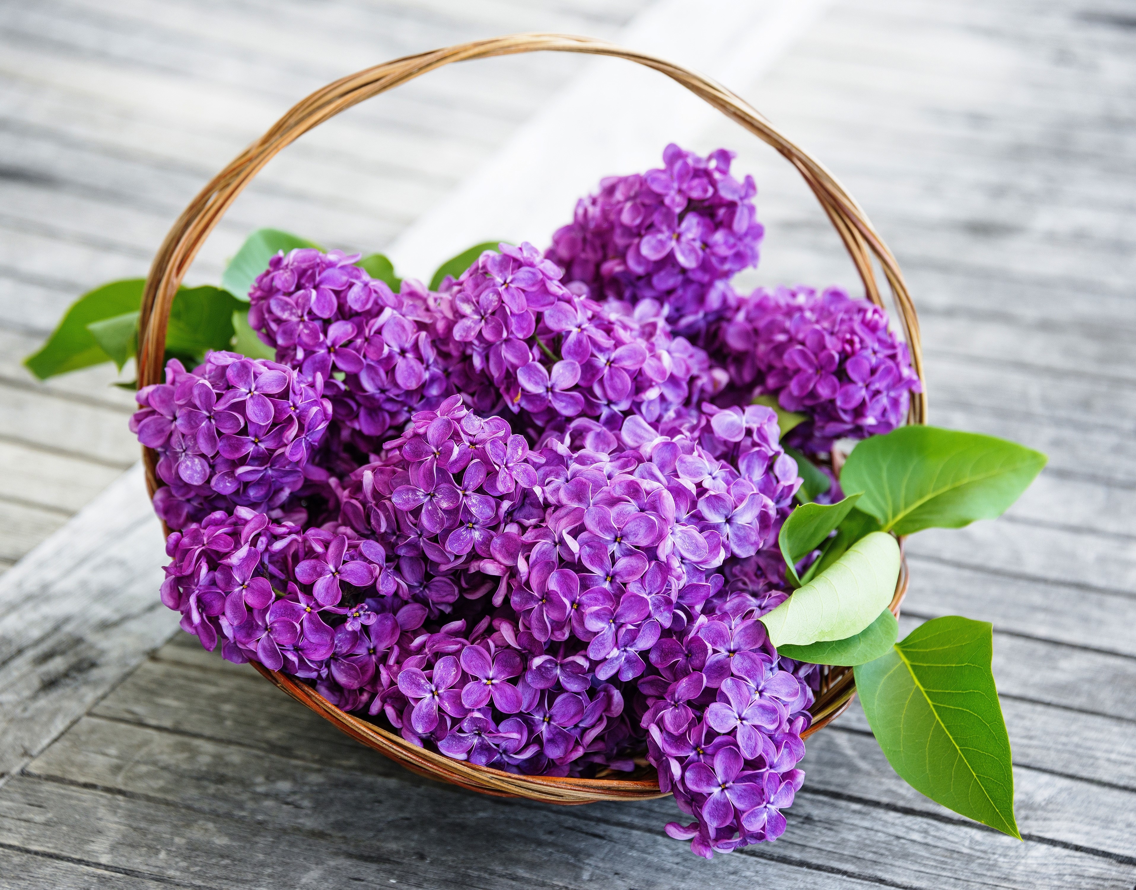 Basket of Vibrant Purple Lilacs with Green Leaves HD Wallpaper