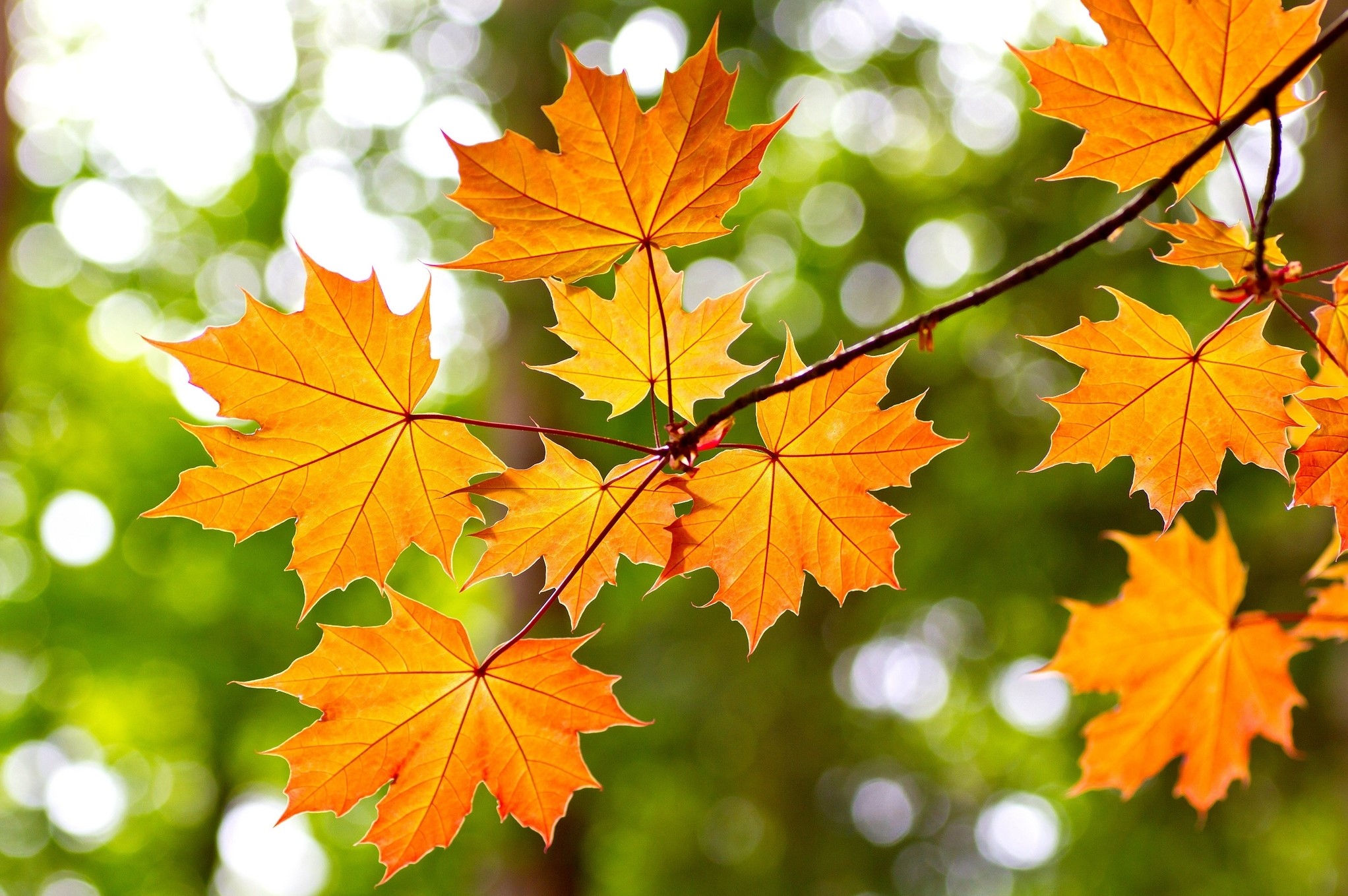 Autumn Maple Leaves on a Branch HD Wallpaper