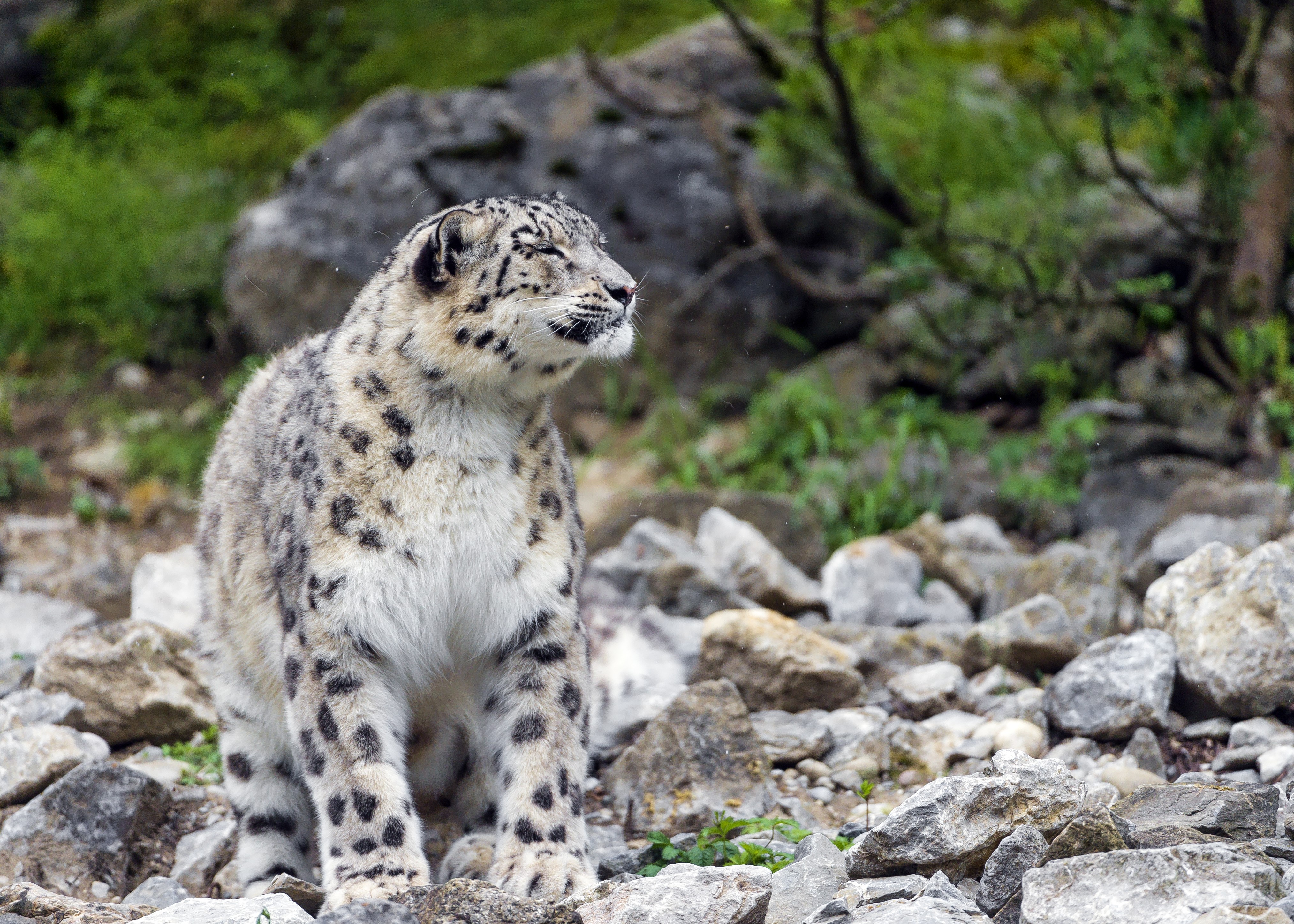 4K Snow Leopard Amid Rocky Terrain HD Wallpaper