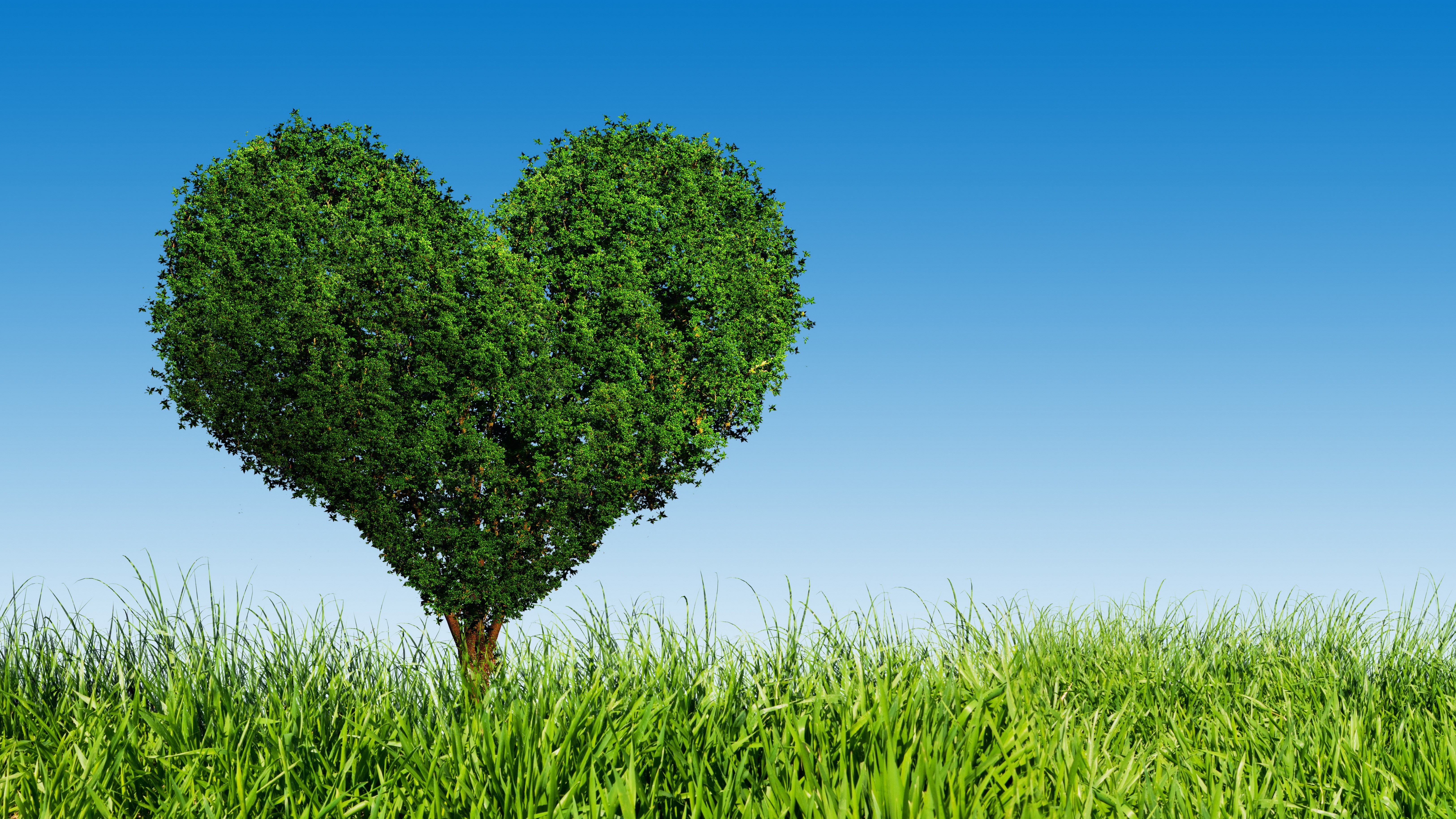 Heart-shaped tree in grass under blue sky HD Wallpaper