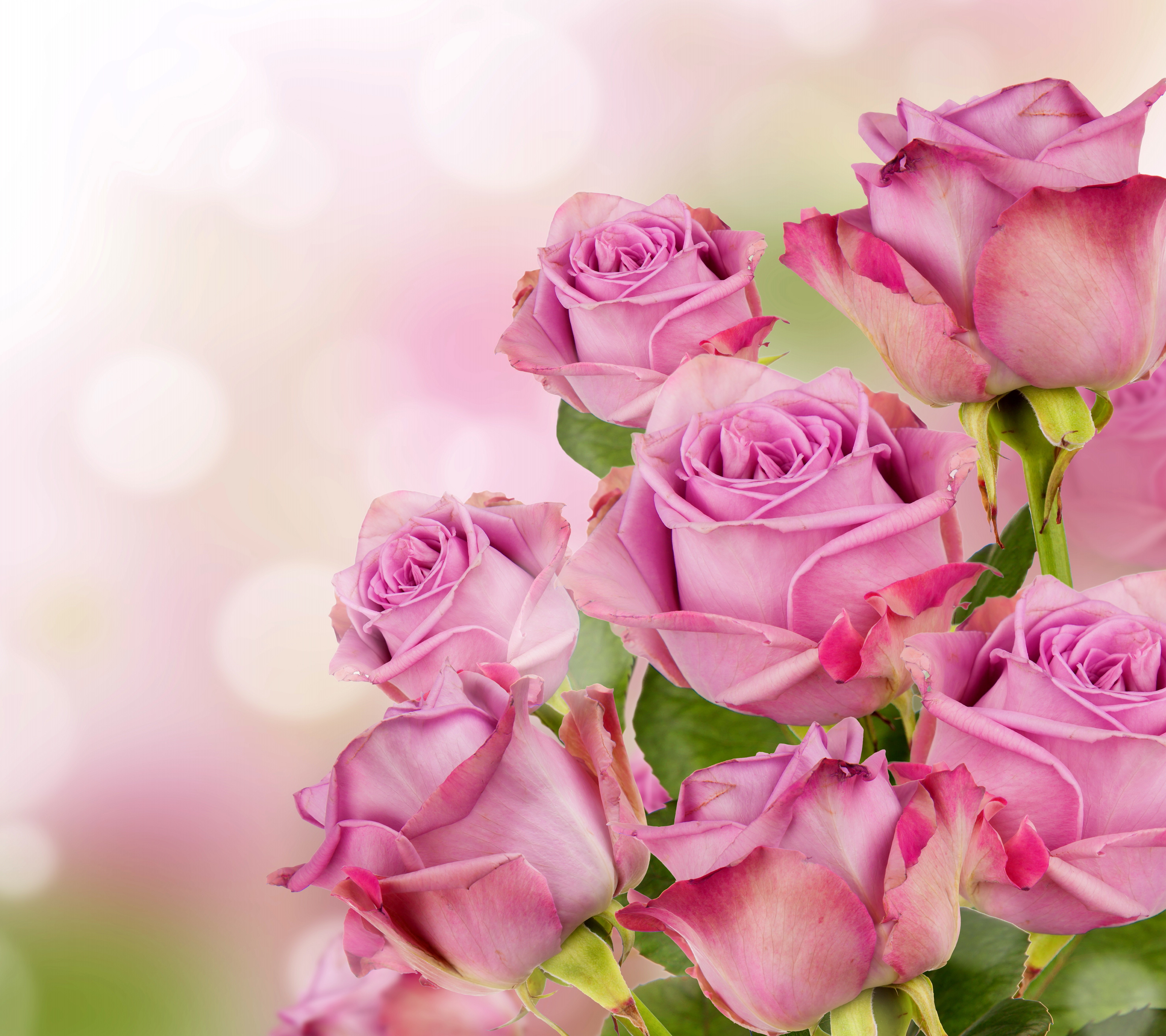 Pink Roses HD Wallpaper