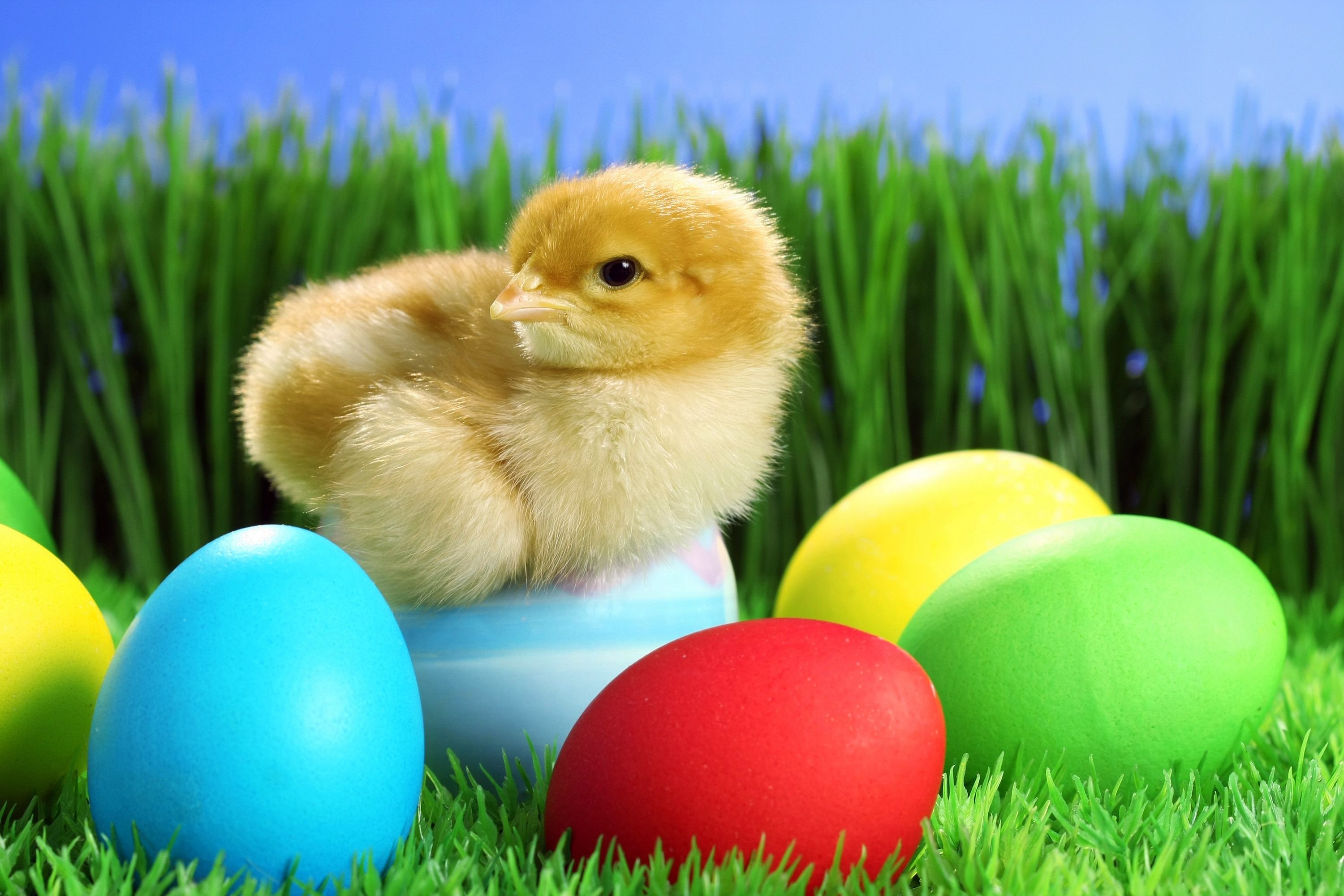 A chick sits on an Easter egg surrounded by colorful eggs and grass HD Wallpaper