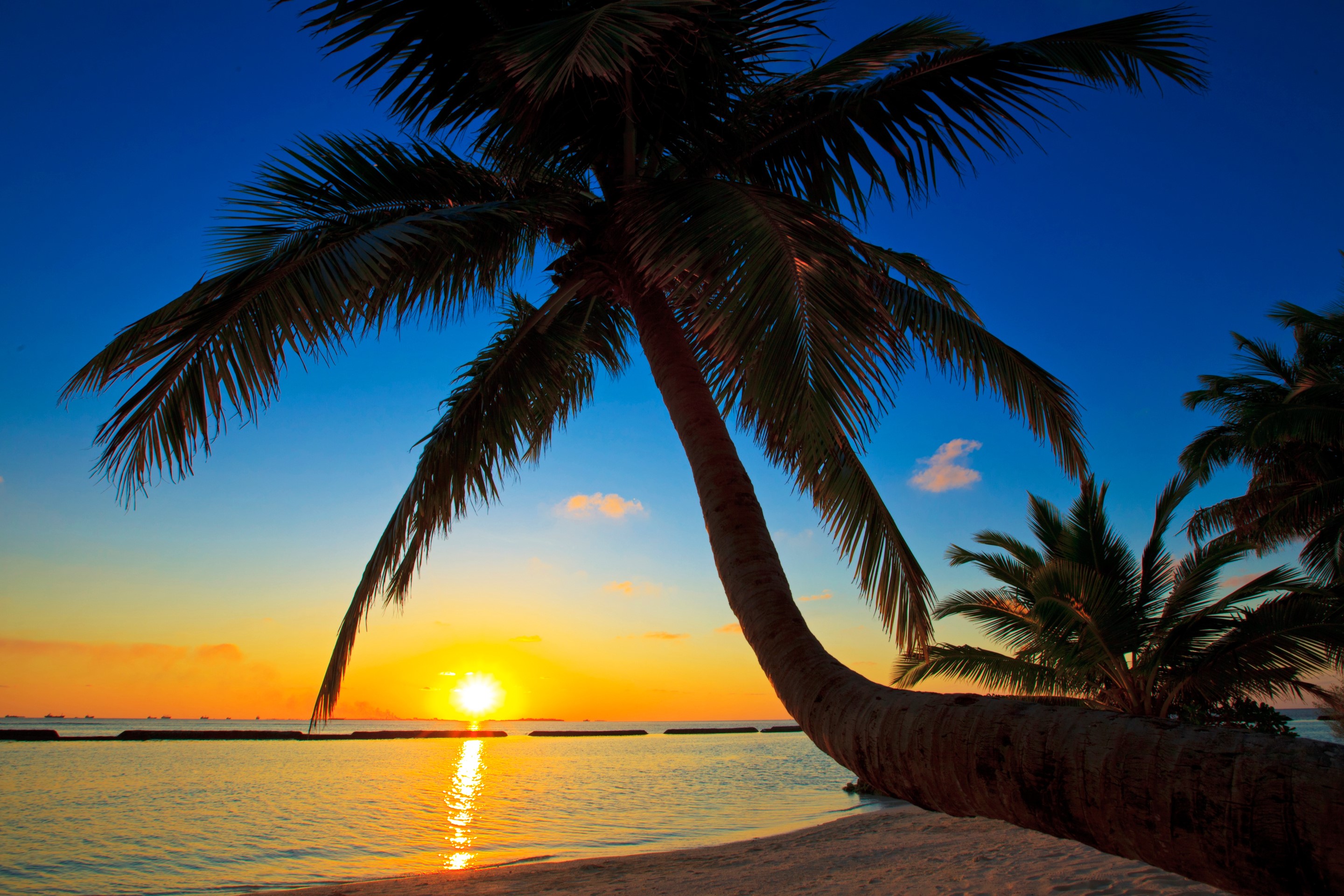 Palm trees at sunset over the ocean in the Maldives HD Wallpaper