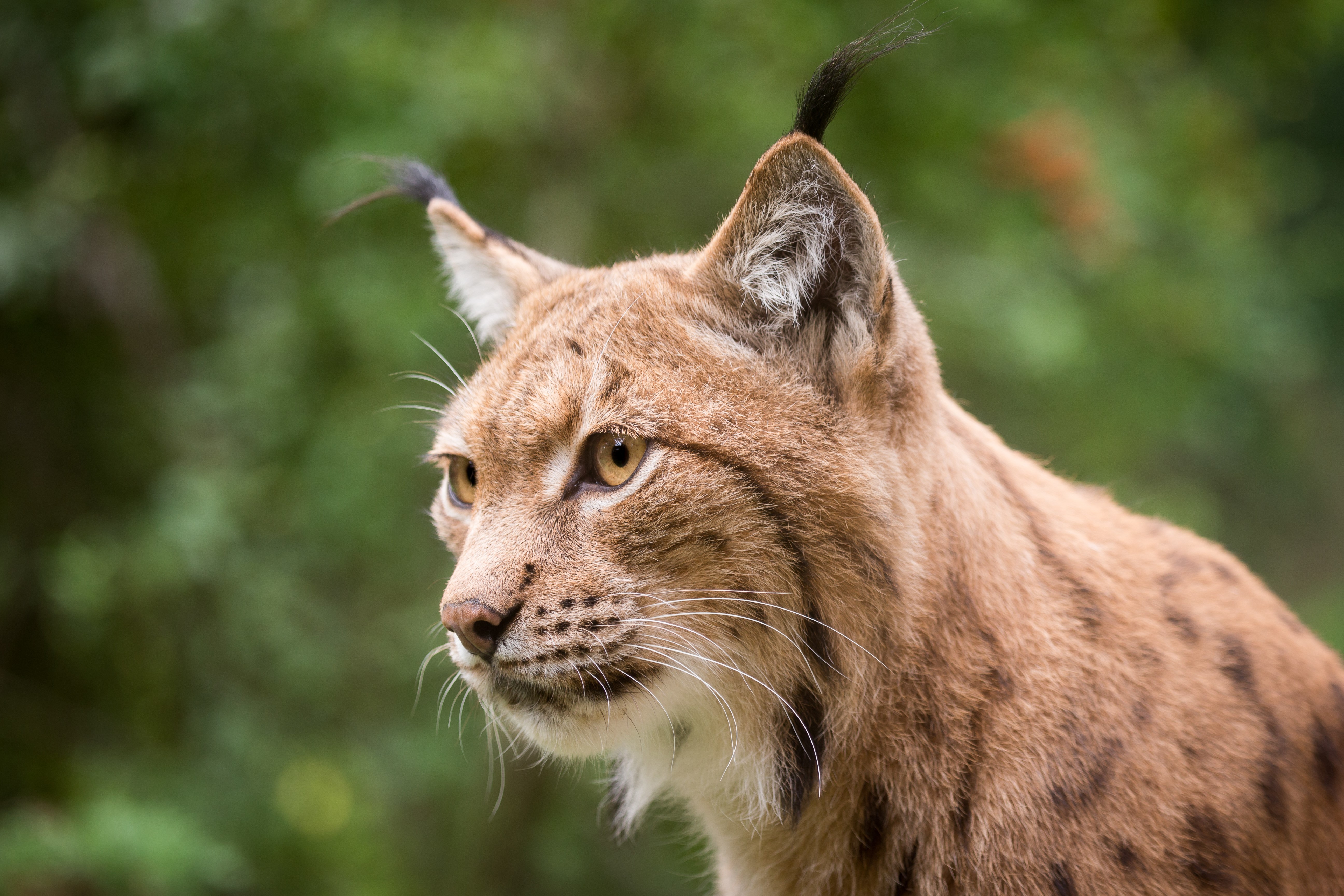 Lynx head with distinctive ear tufts HD Wallpaper