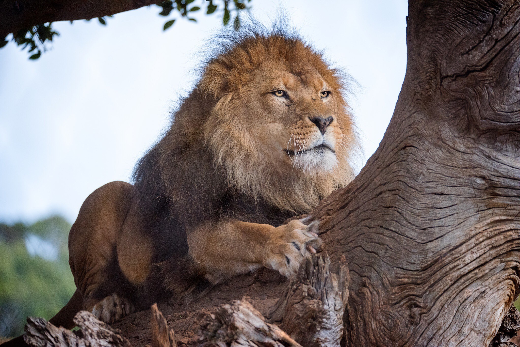Lion resting on a tree branch HD Wallpaper