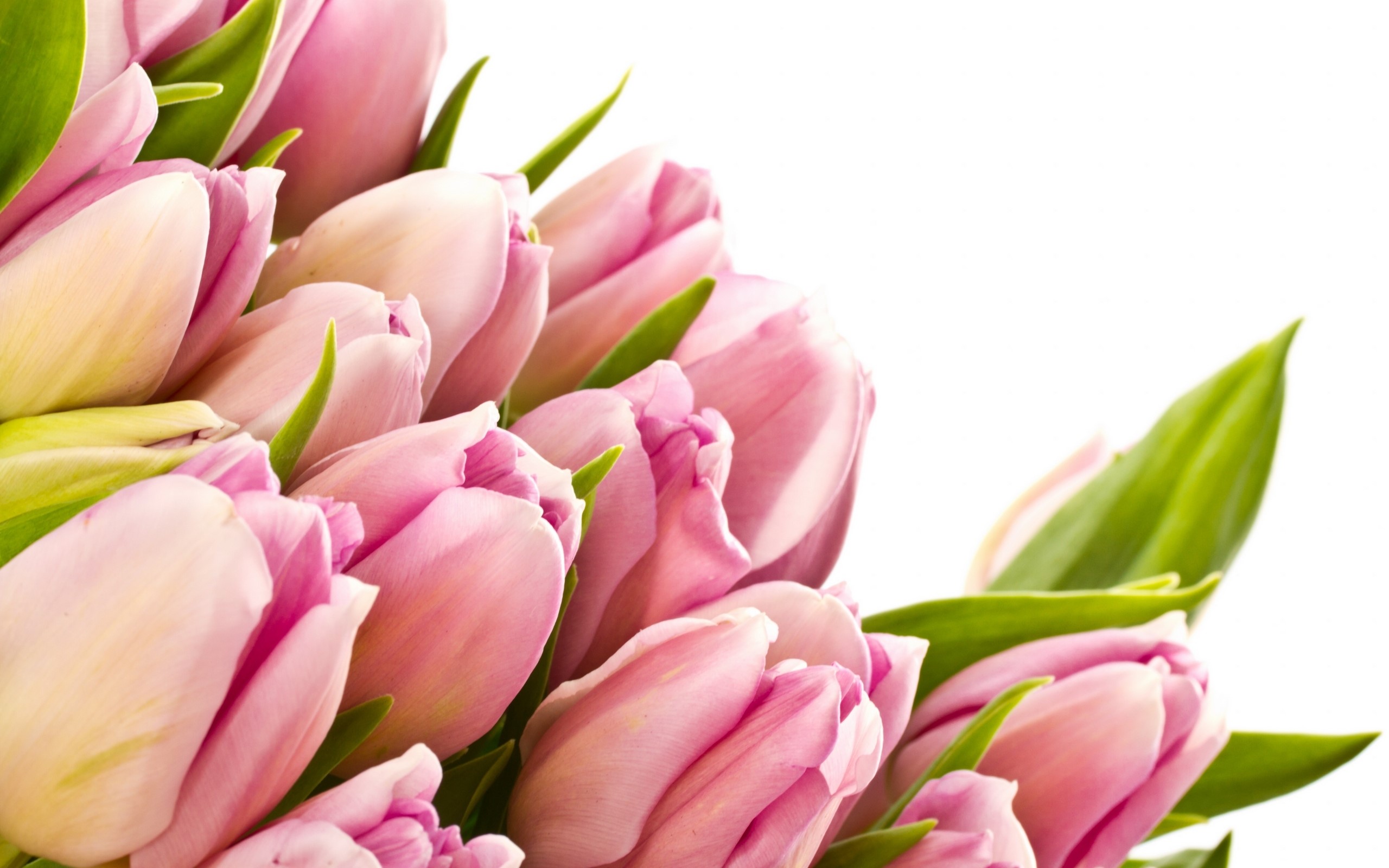Pink Tulips with Green Leaves on White Background HD Wallpaper