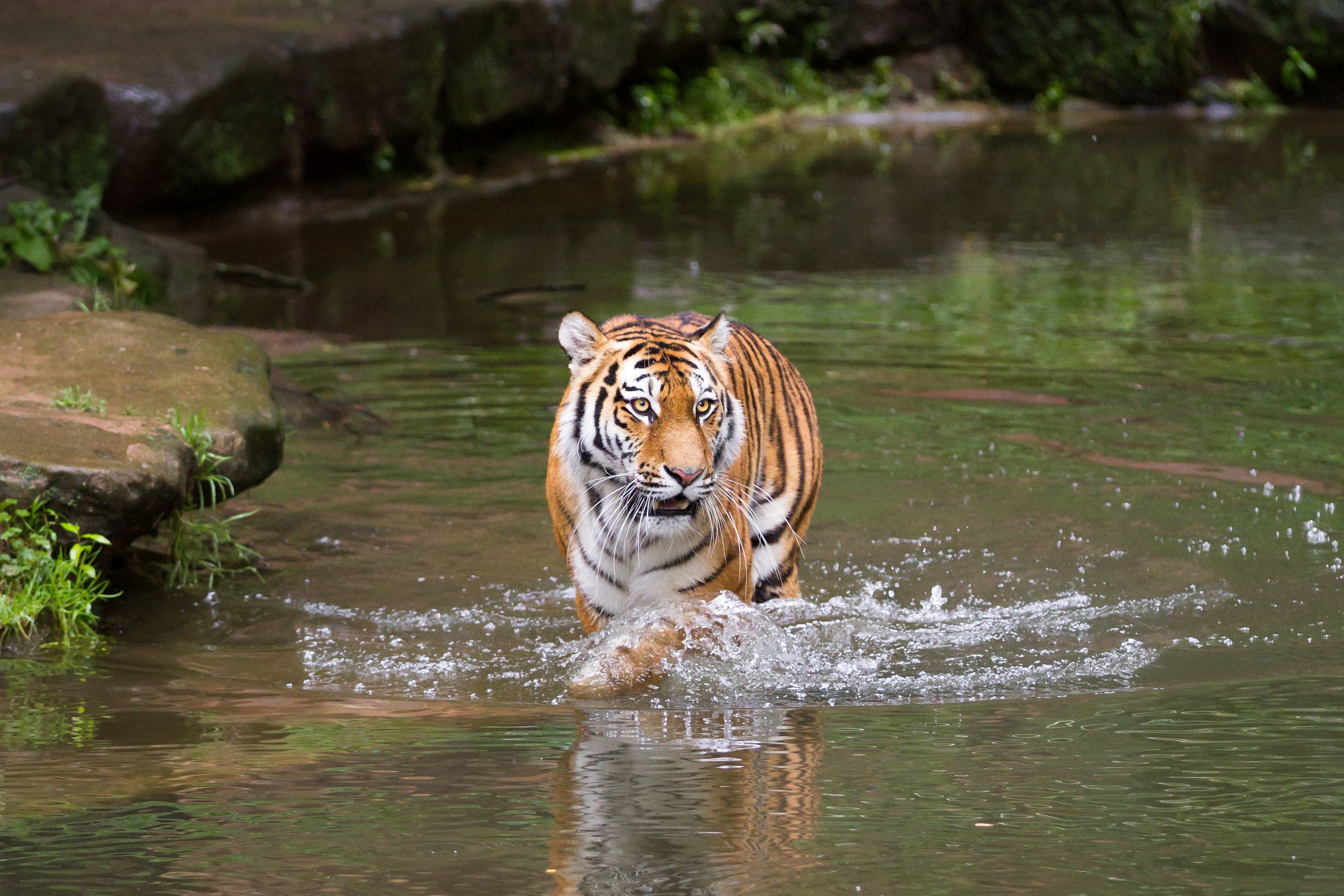 Tiger walking through water HD Wallpaper