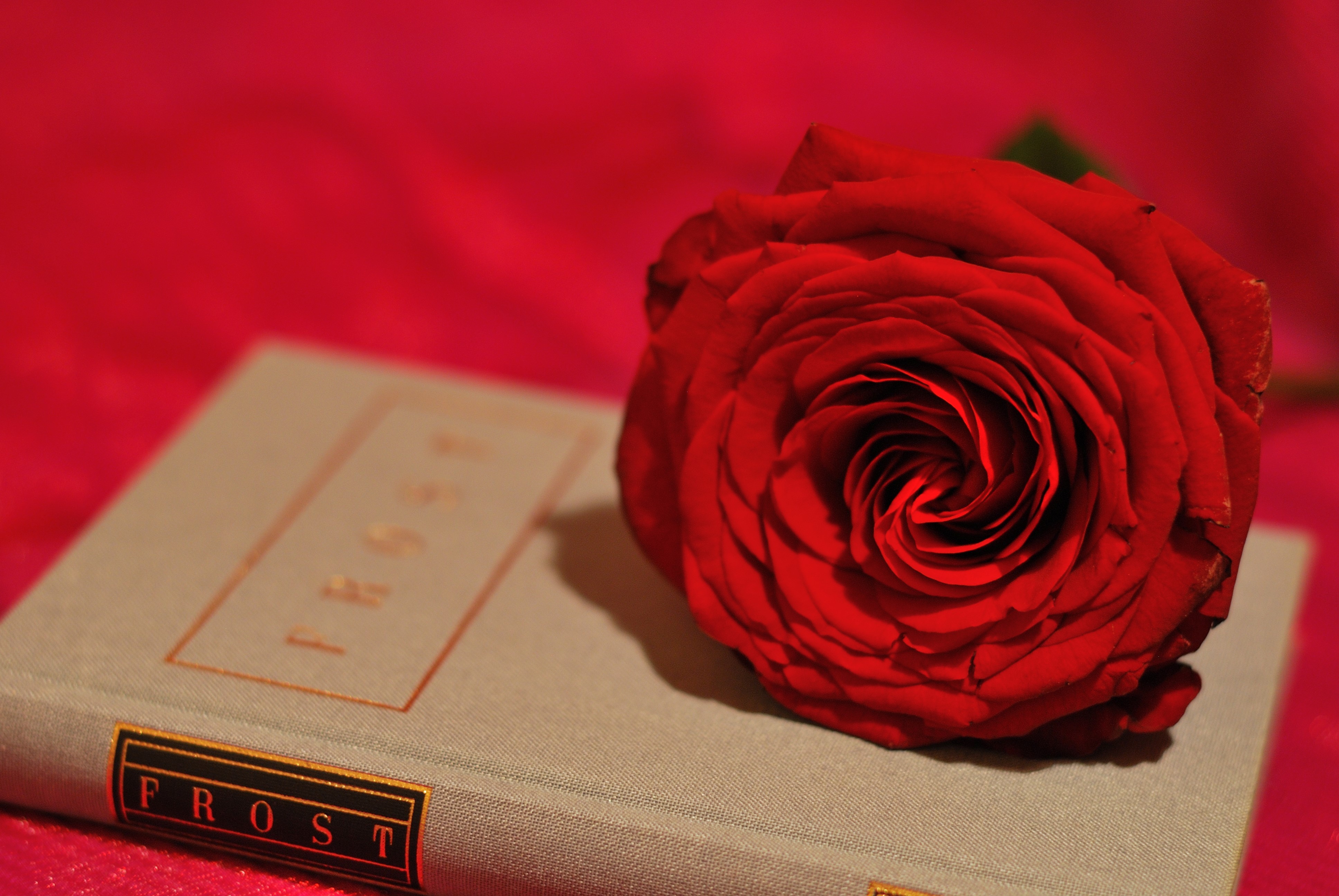Red Rose on a Book titled Frost HD Wallpaper