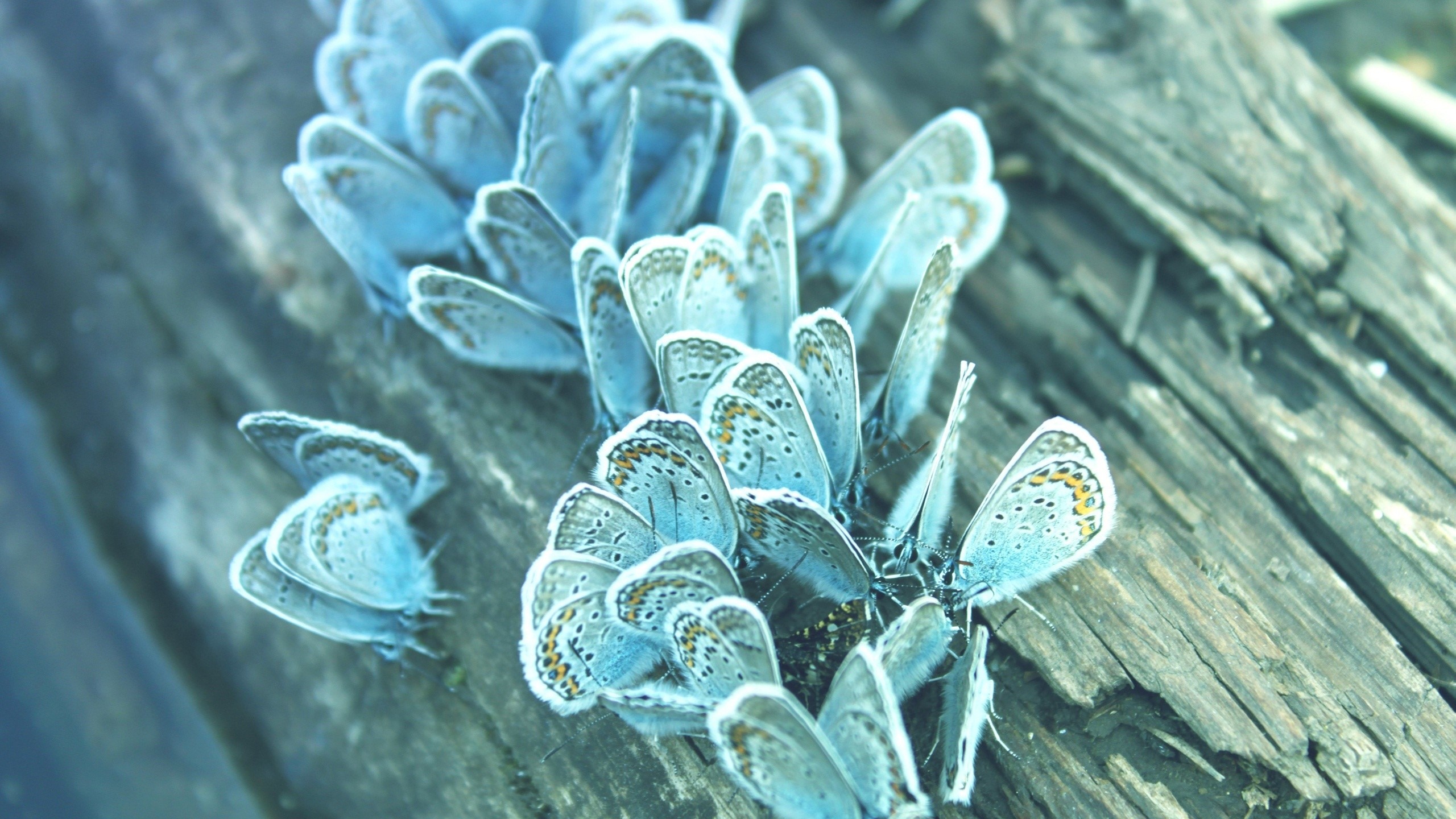 A cluster of light blue butterflies on wood HD Wallpaper
